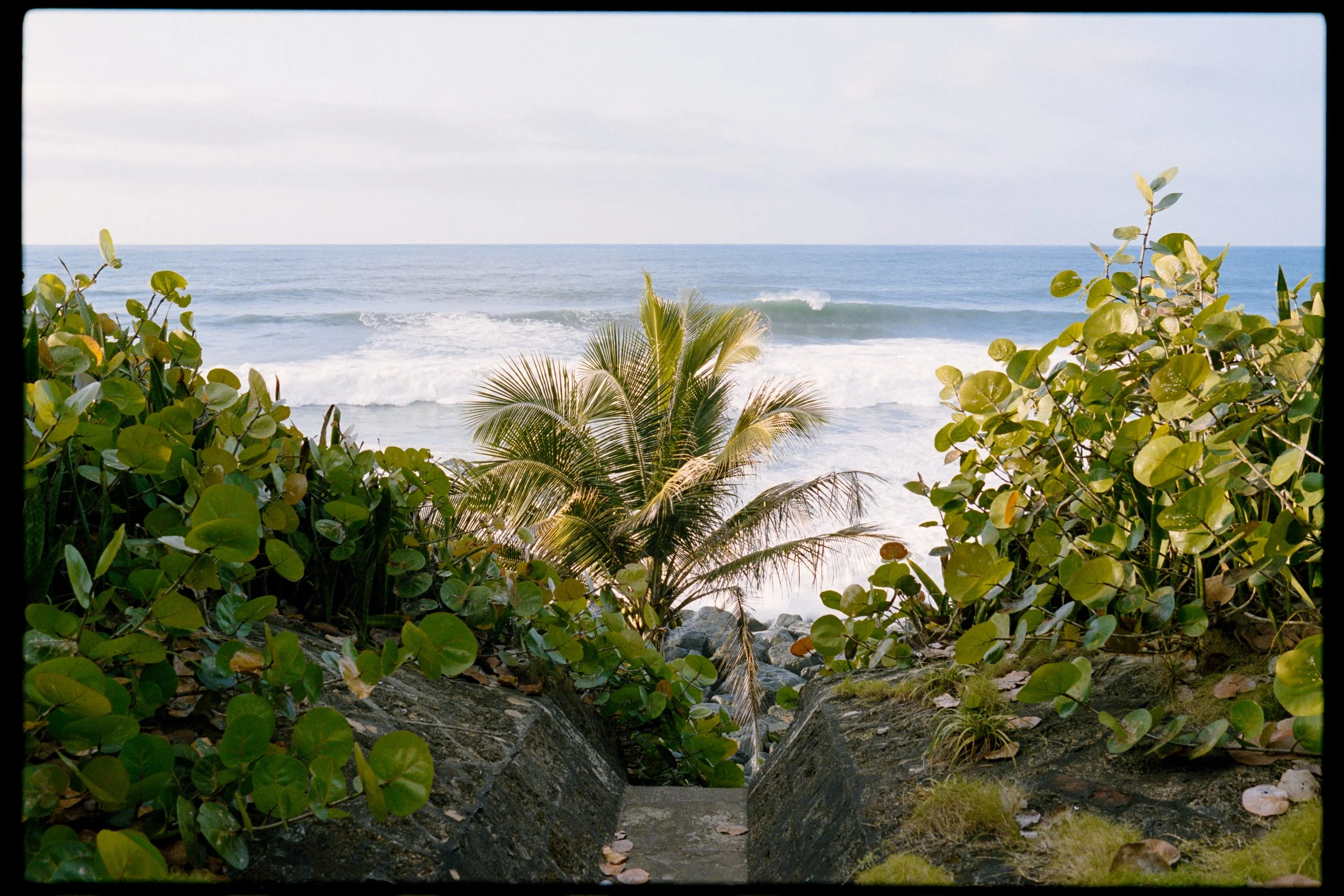 A view of the ocean with waves, framed by lush green plants and rocks in the foreground.