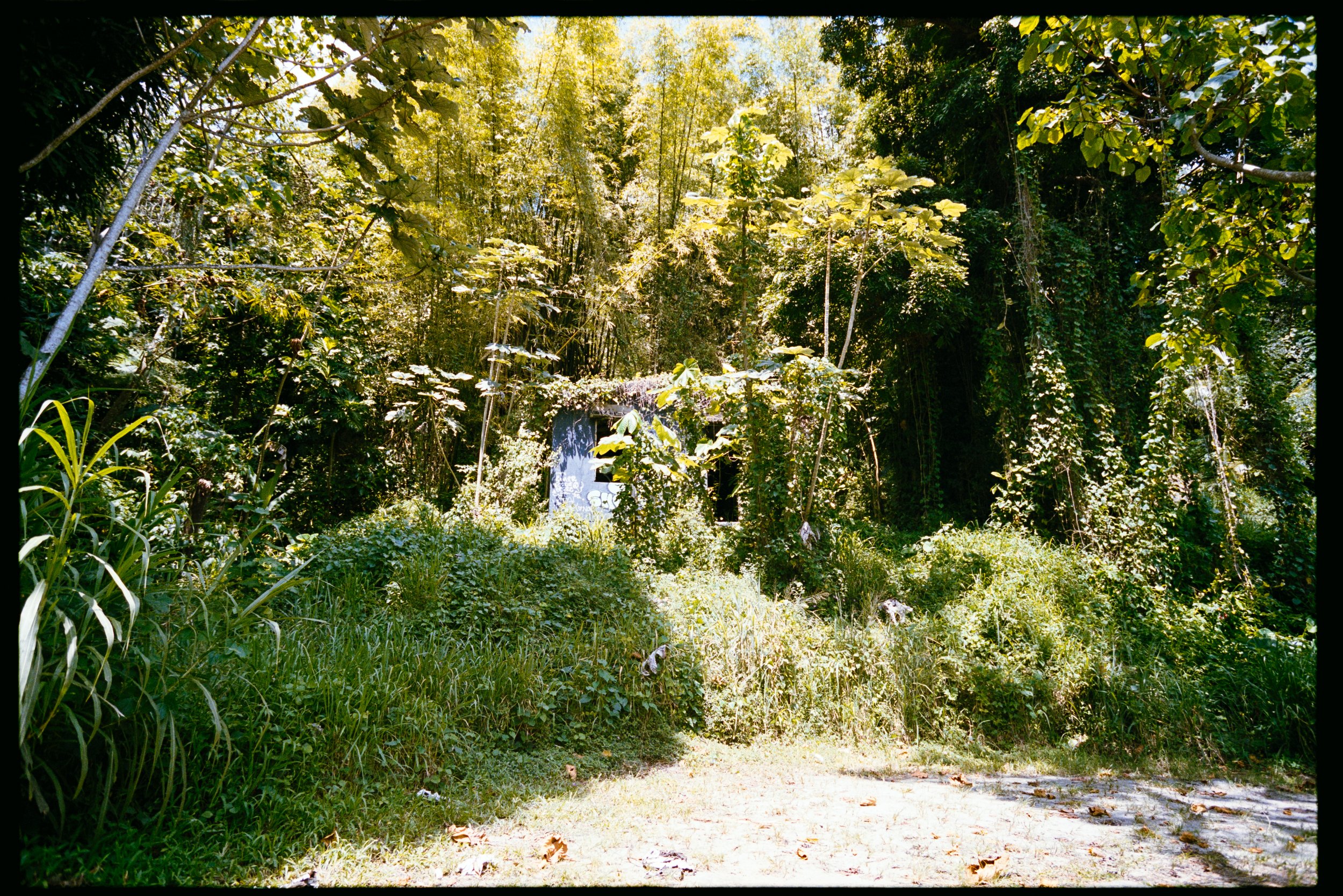 Lush green forest with a small patch of sunlight on the ground, trees and bushes covering the scene, and a small door hidden among the foliage.