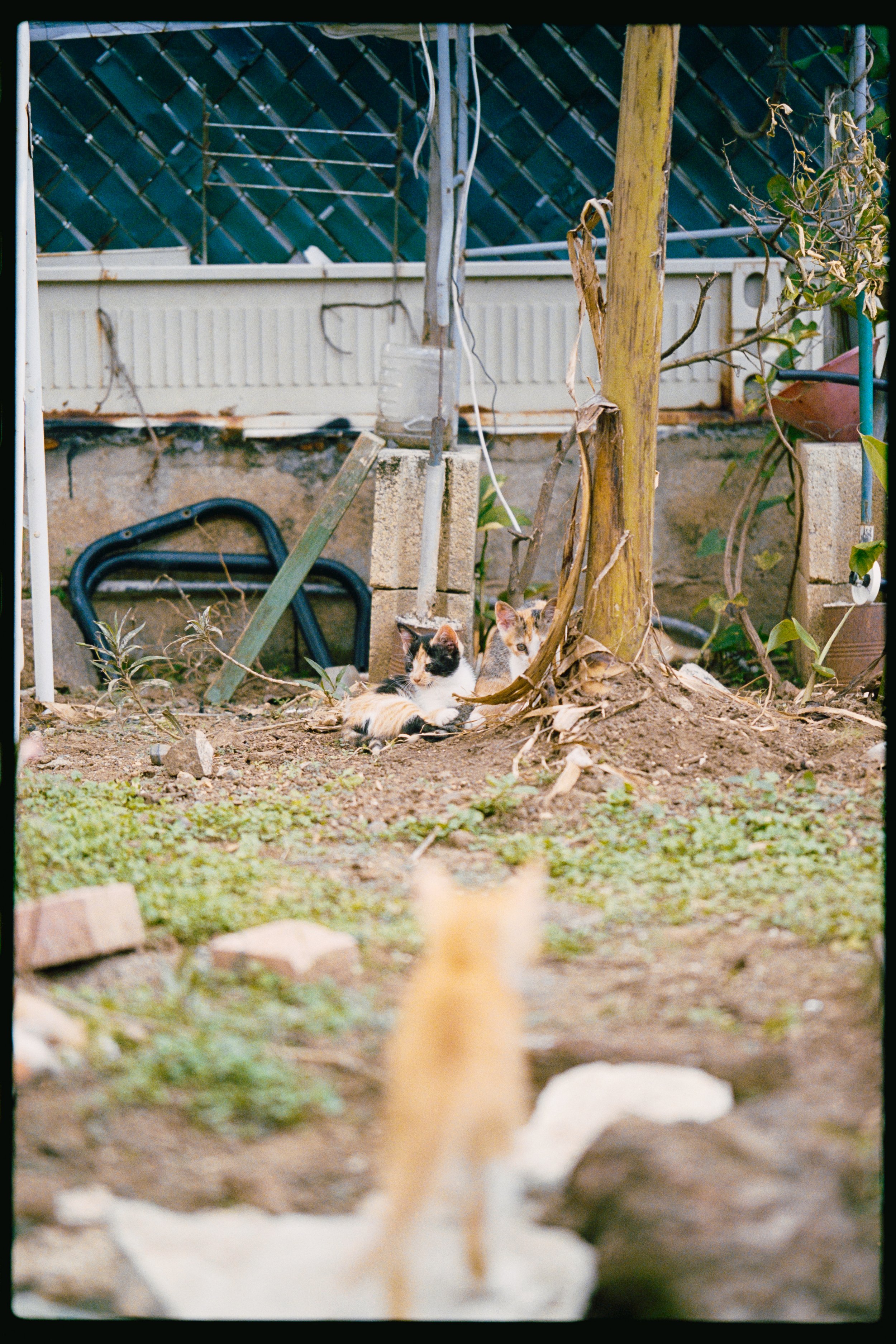 Two cats lying on dirt ground in a backyard, with one towards the front and one behind, surrounded by plants, a tree, and garden tools.