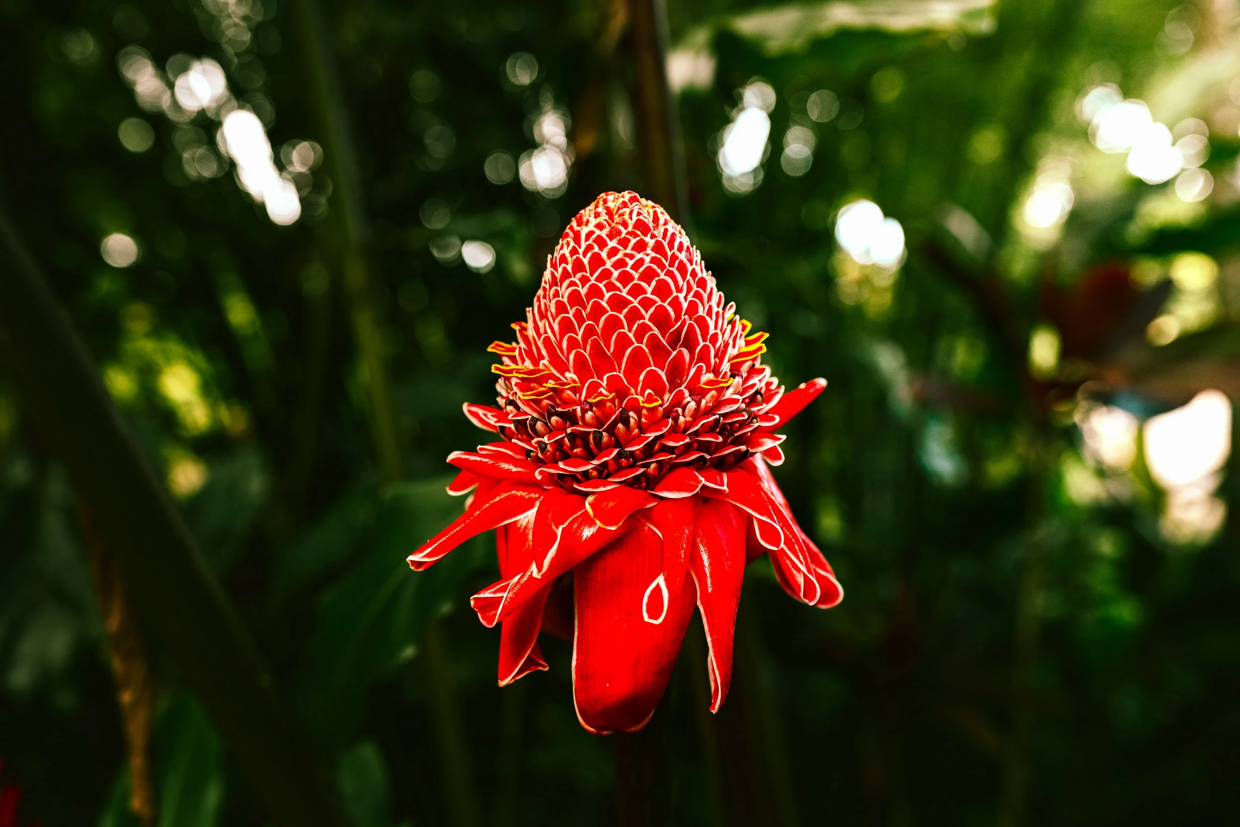 A vibrant red tropical flower with intricate petal patterns, set against a blurred green leafy background.