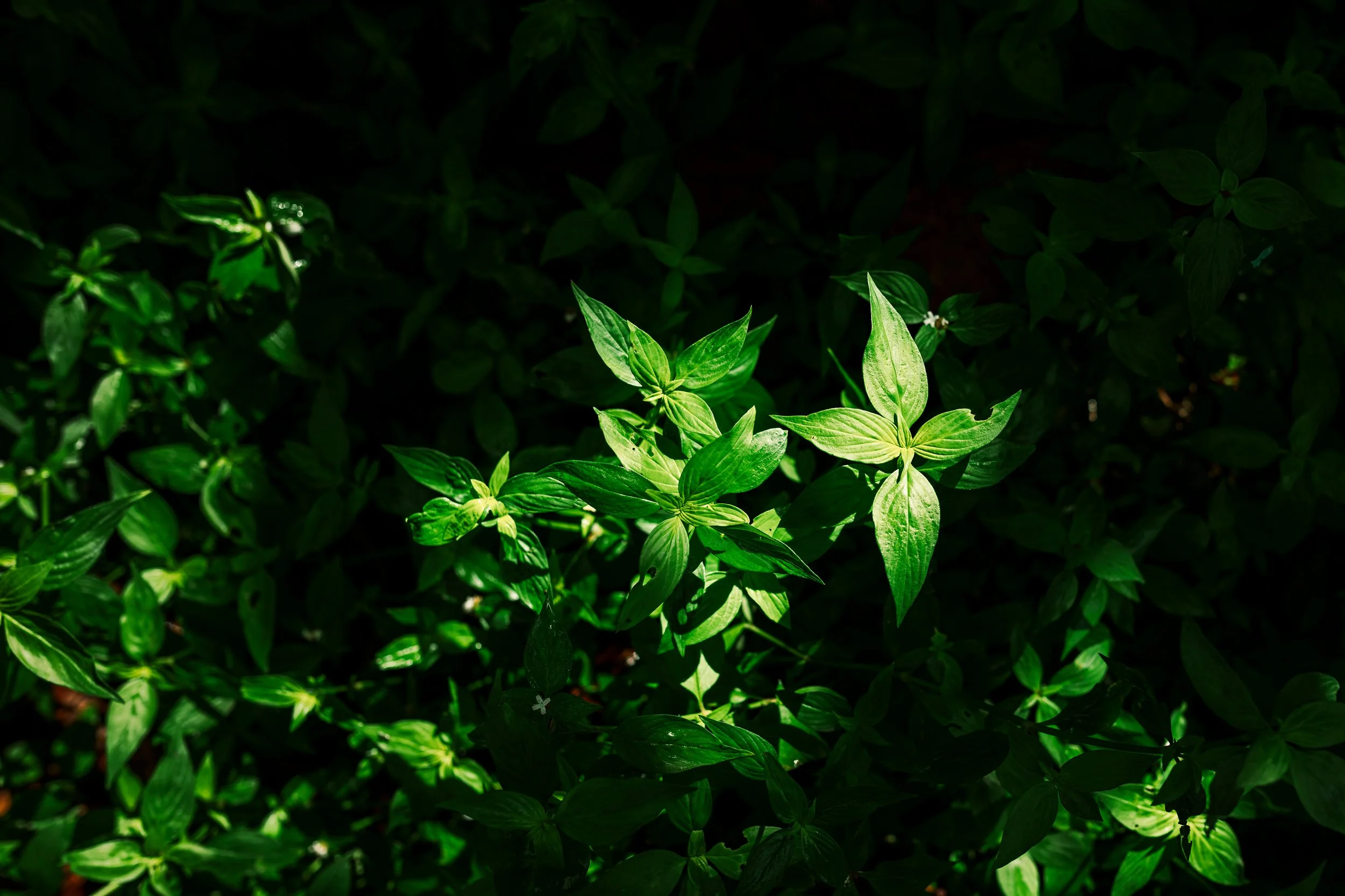 Close-up of green herbs with shiny leaves, illuminated by sunlight against a dark background.