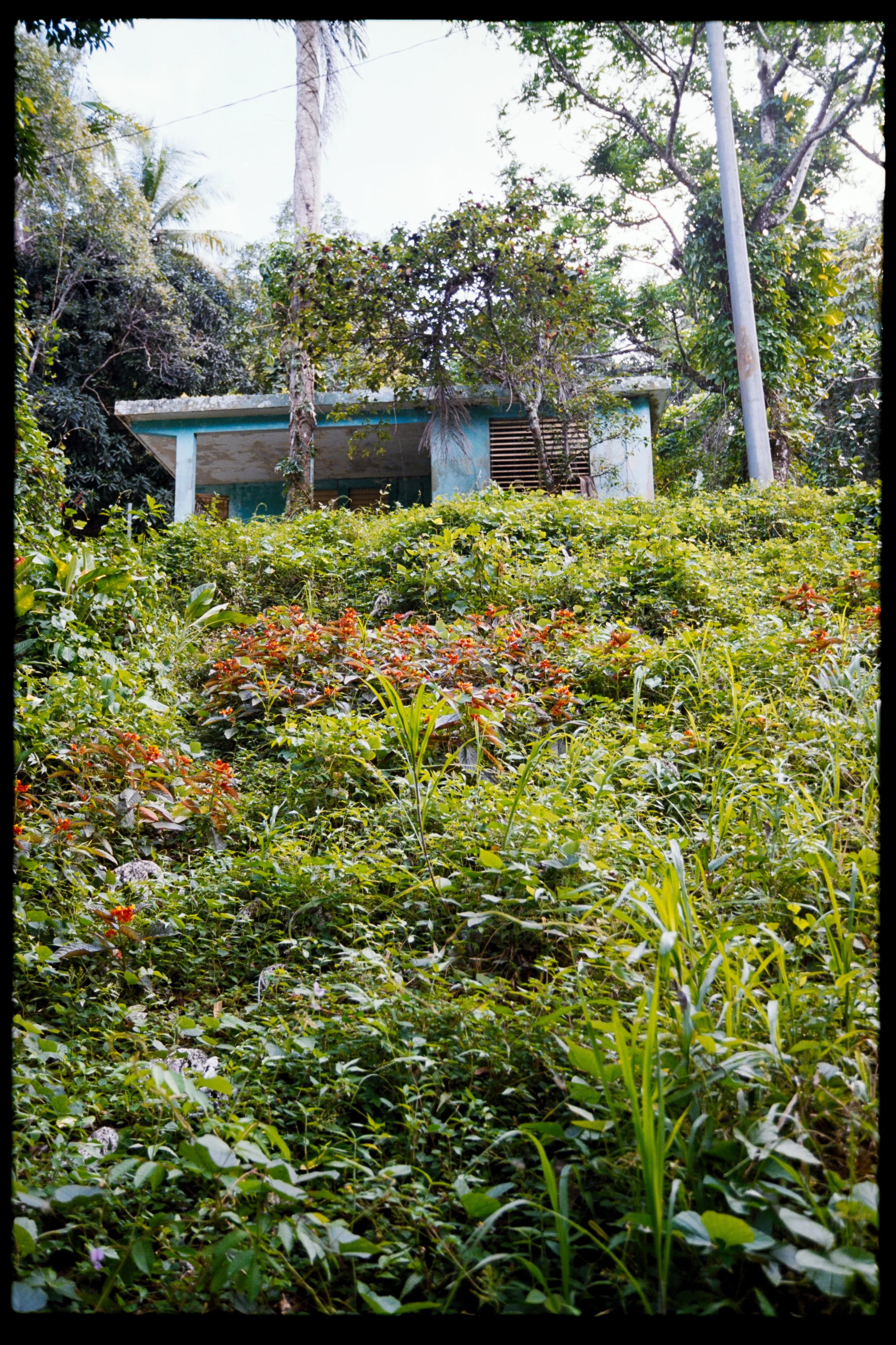A small blue house partially covered by overgrown greenery, with trees and bushes surrounding it.