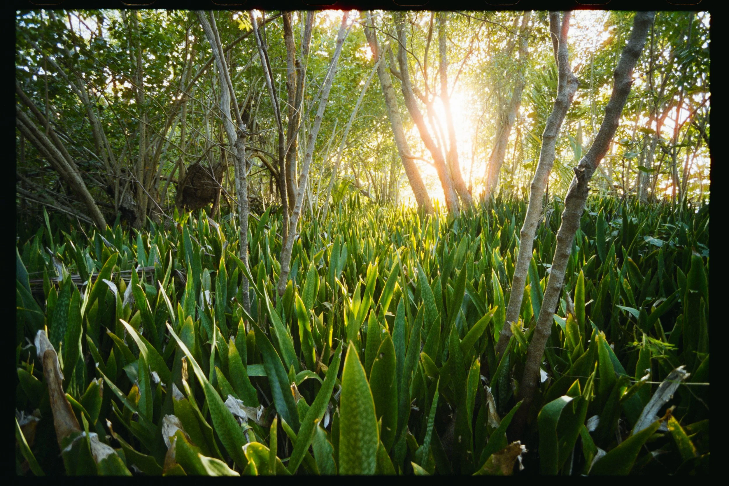 Sunlight shining through trees over green grass and bushes.