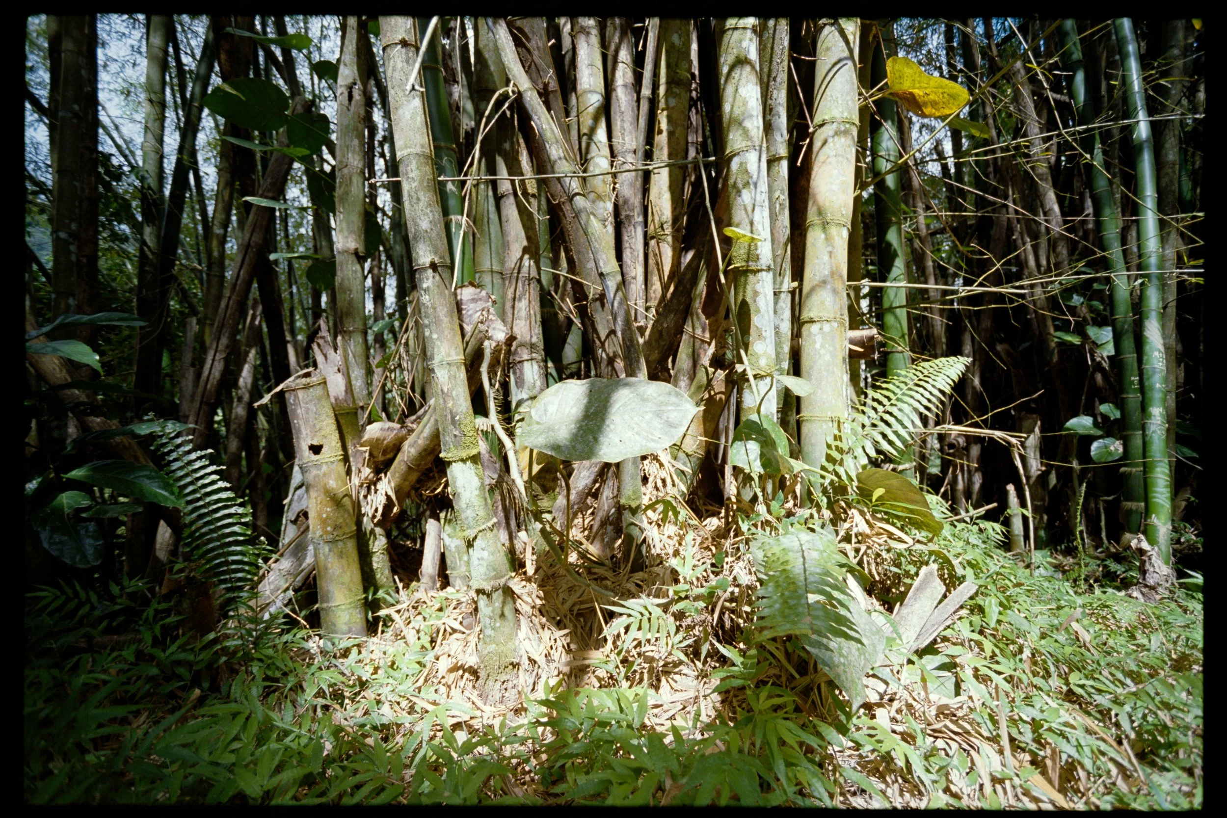 Dense bamboo forest with various green plants and sunlight filtering through.