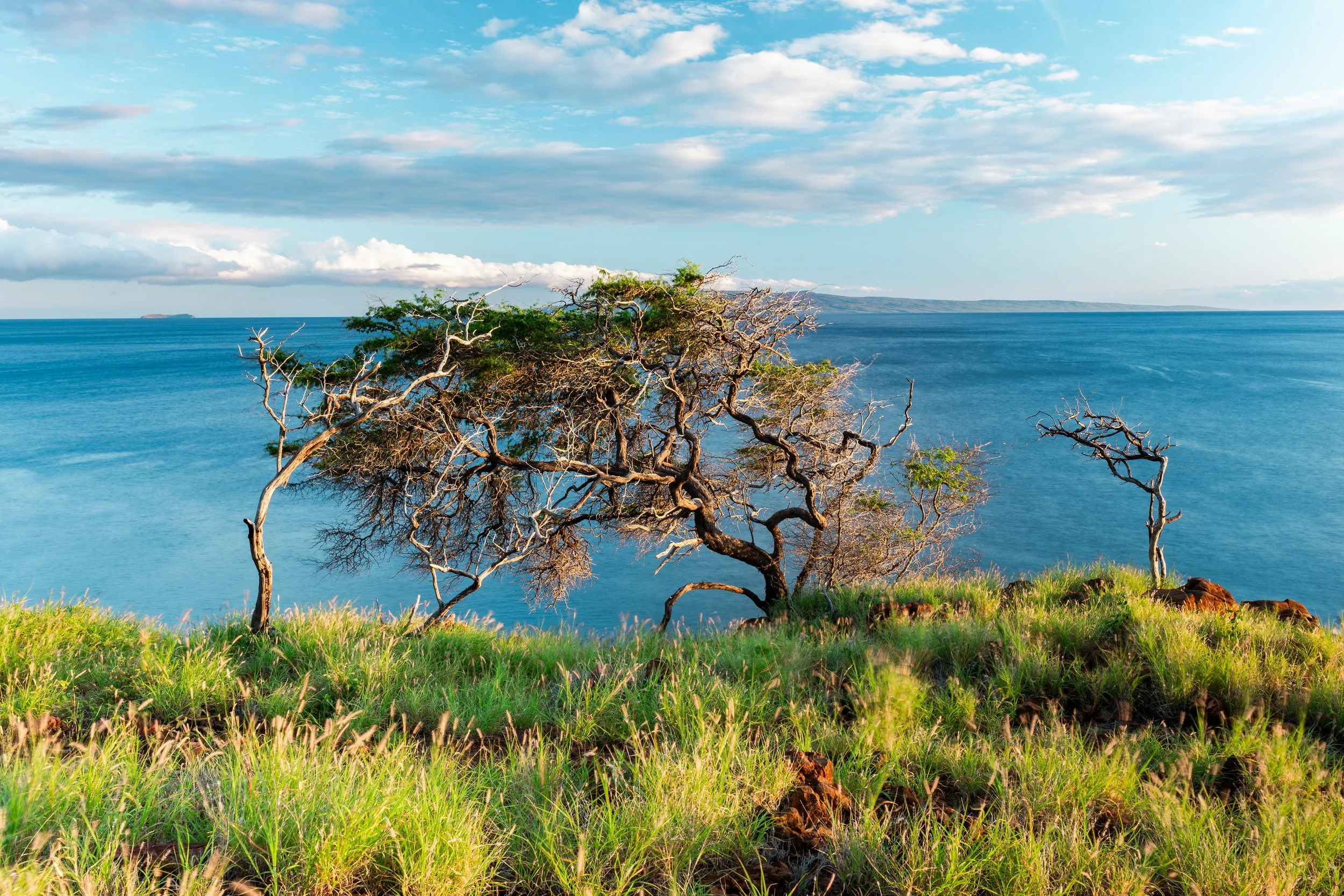 A view of the ocean with partly cloudy sky and a few leafless trees in the foreground, and distant land on the horizon.