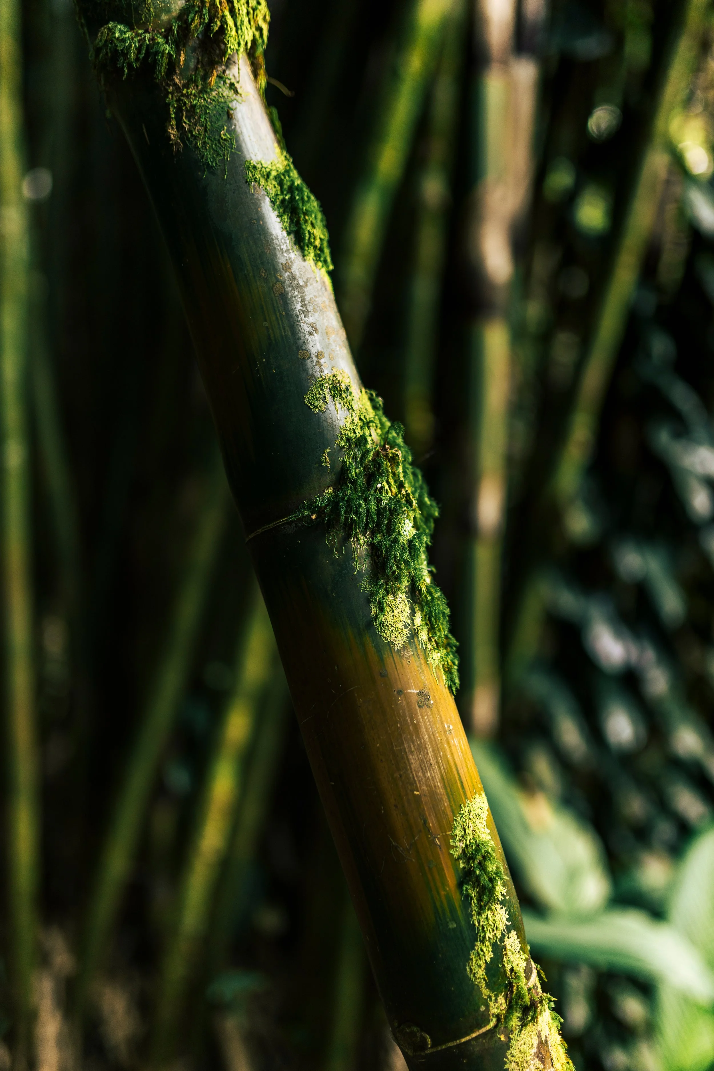 Close-up of a bamboo stalk covered in patches of green moss or lichen, with other bamboo stalks blurred in the background.
