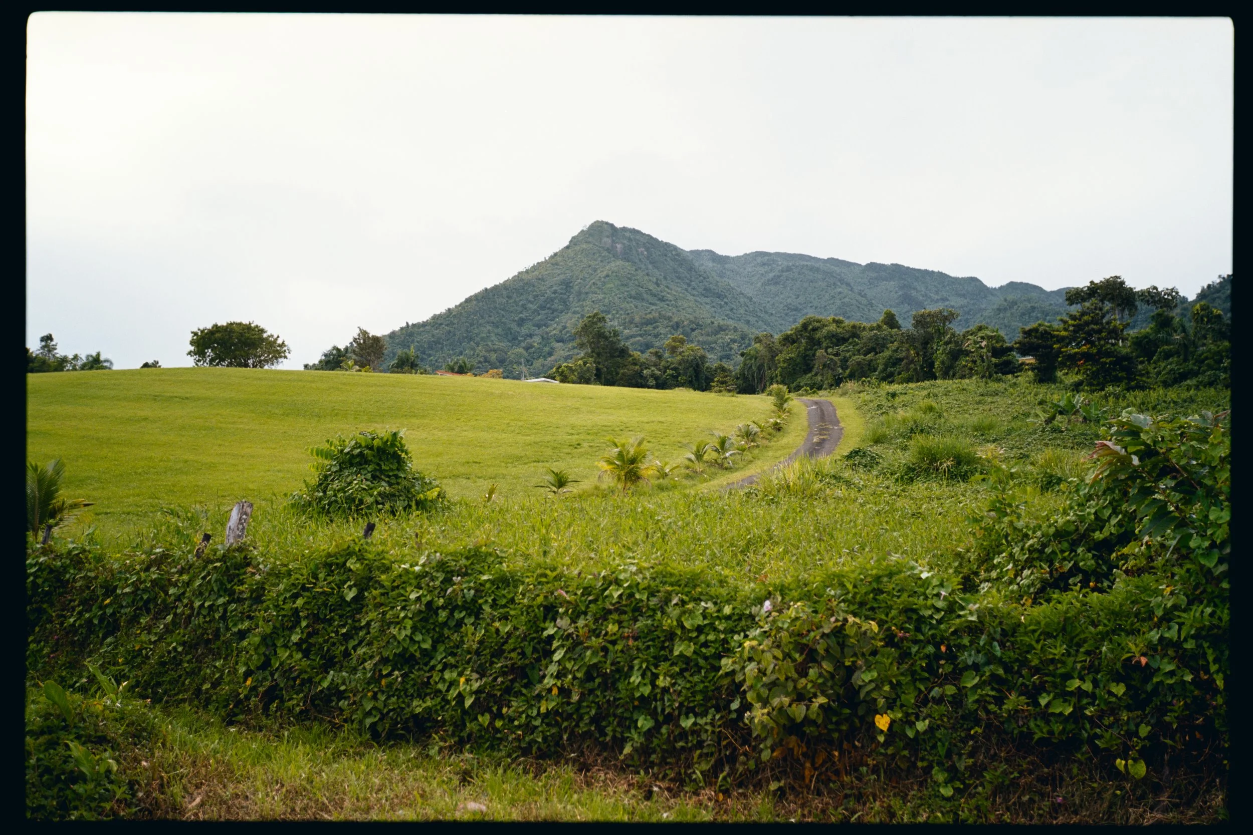 A rural landscape with a mountain in the background, green fields, trees, and a dirt path winding through the scene.