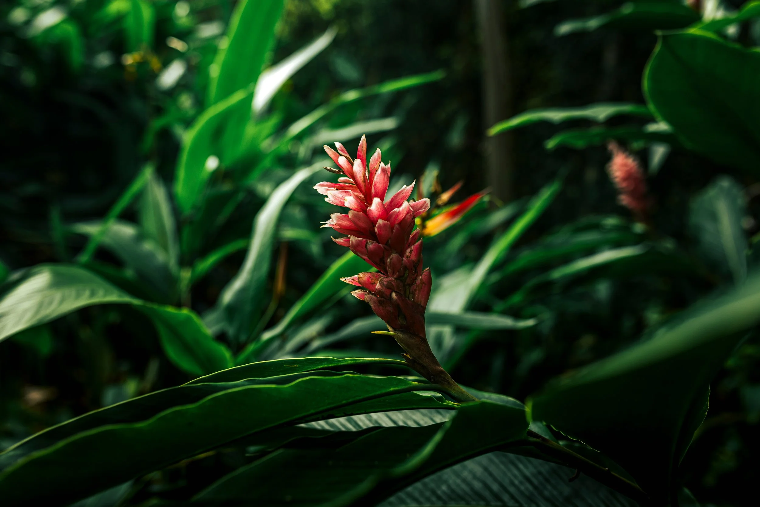 Close-up of a red flower bloom among green leaves in a natural setting.