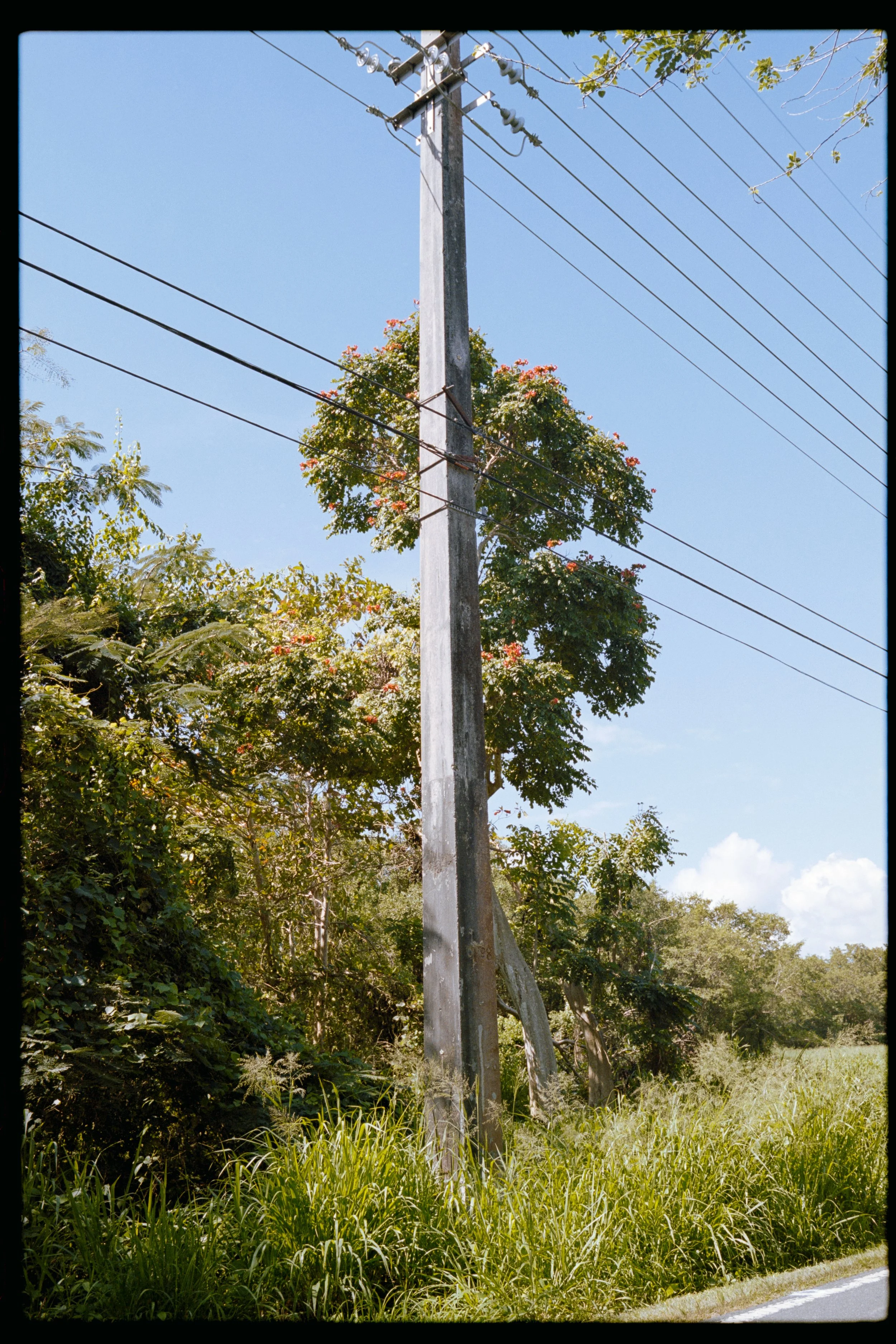 A wooden utility pole with electrical wires near a lush, green landscape with trees and grass, under a clear blue sky.
