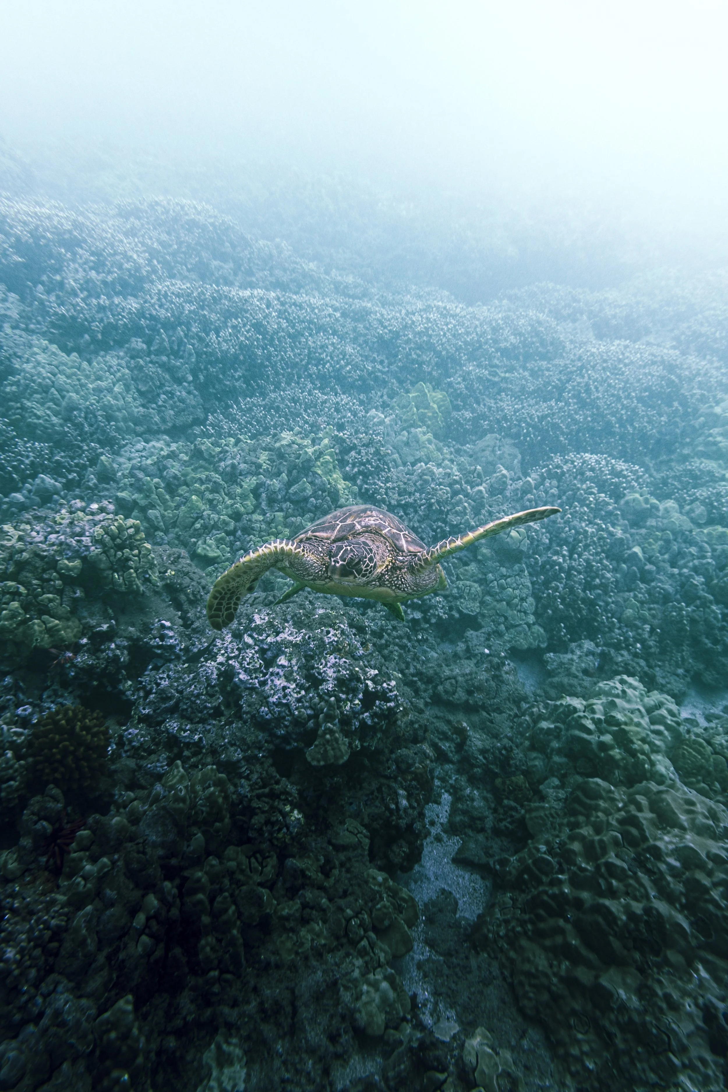 A sea turtle swimming in a clear, deep ocean over a coral reef with sunlight filtering through the water.