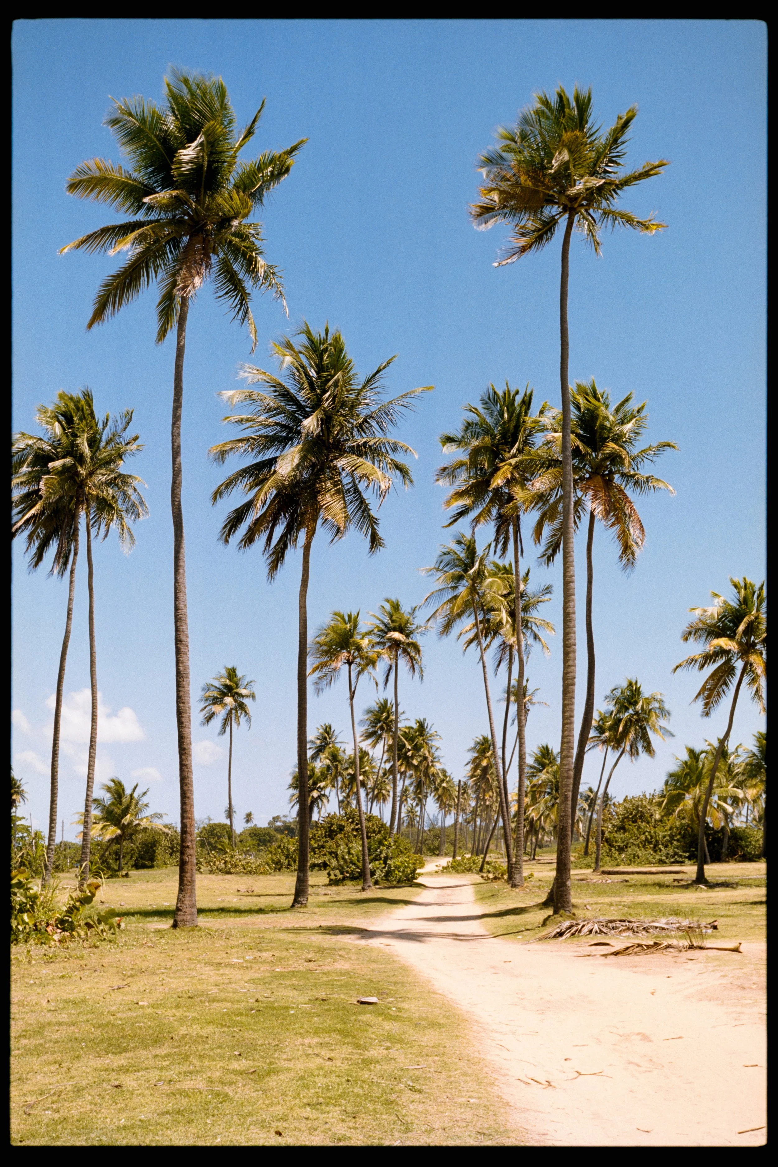 A dirt path running through a grassy area with tall palm trees under a clear blue sky.