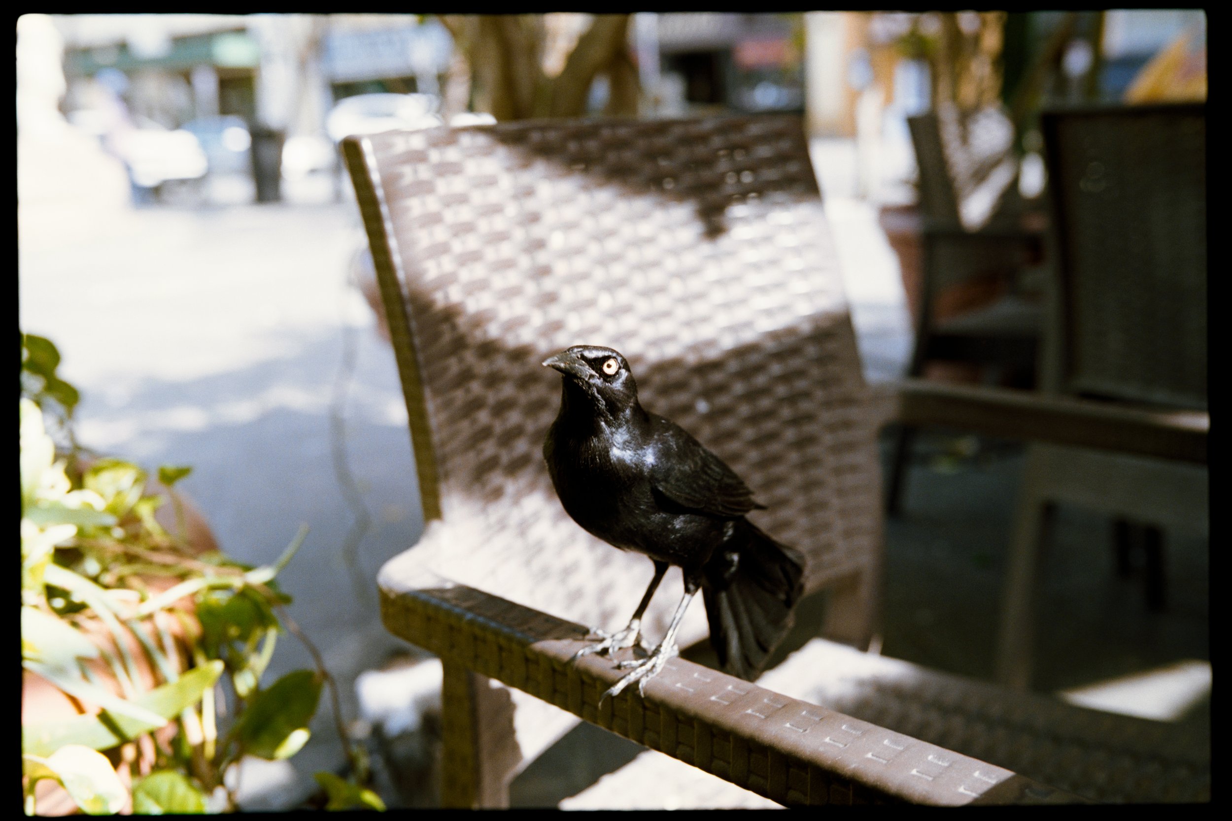 A black bird with white eyes and white markings on its face and wings perched on a brown wooden fence.