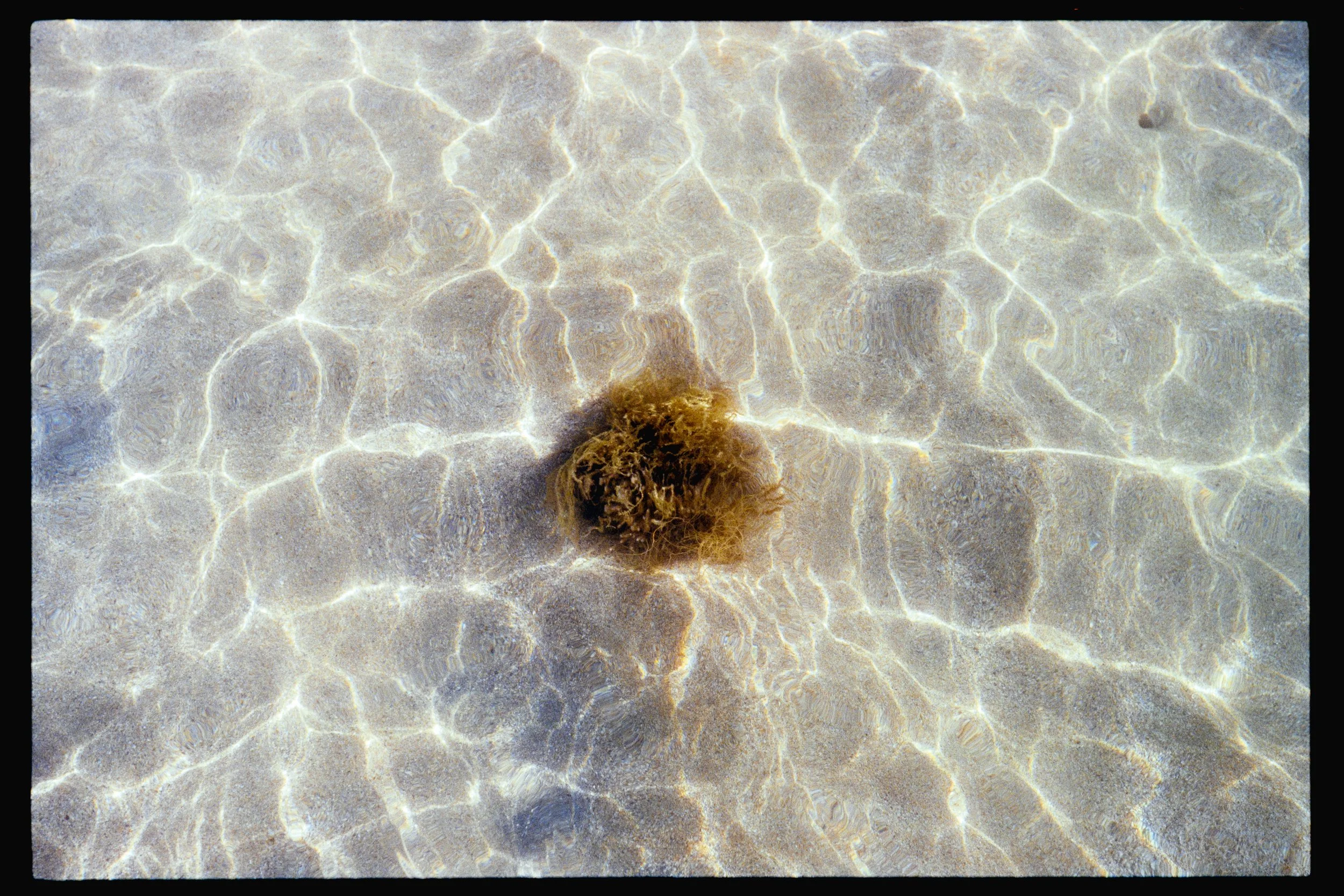 Clear shallow water with sunlight reflections on sandy bottom and some seaweed or algae in the foreground.