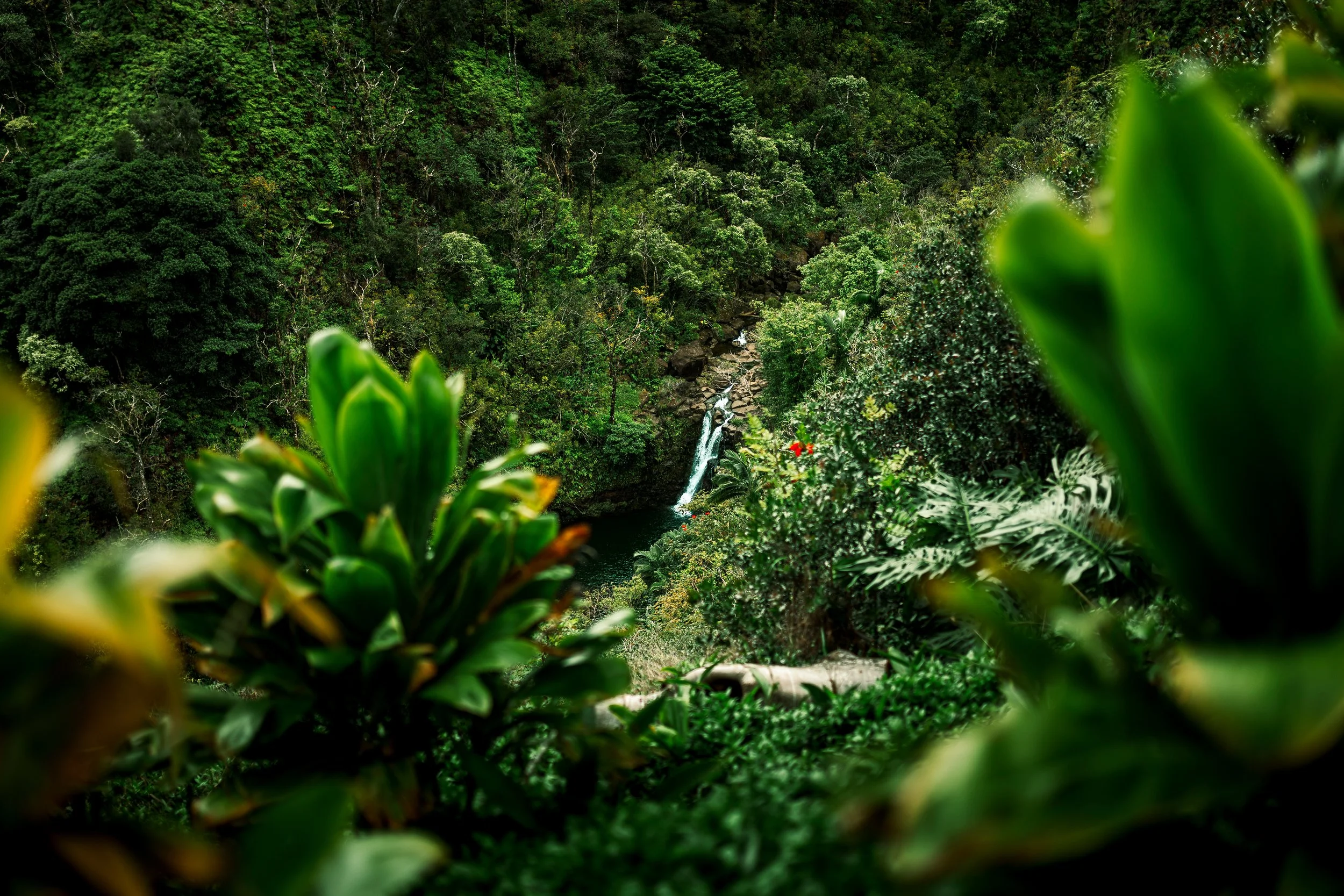 Dense green jungle with a small waterfall visible through the trees.
