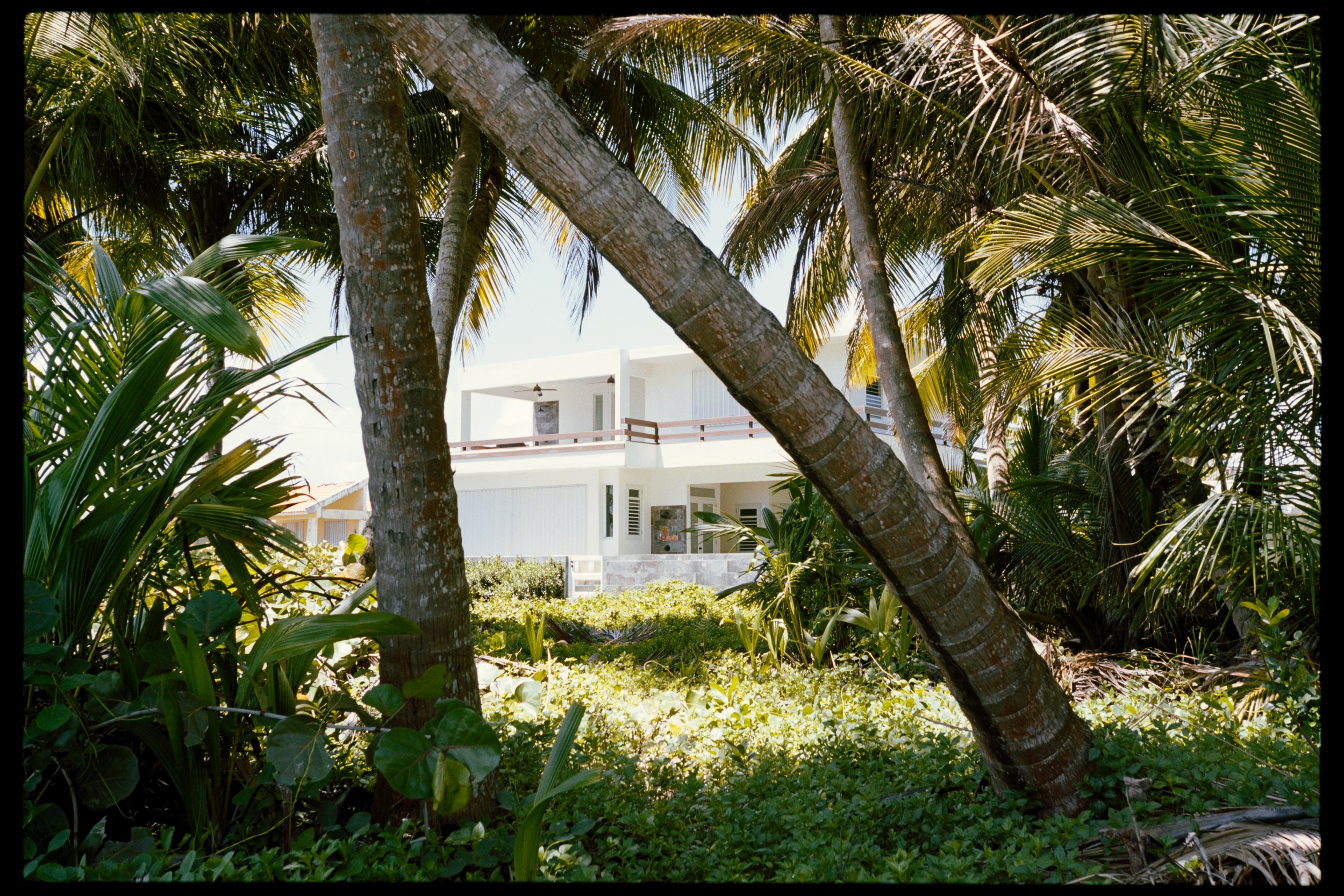 A tropical scene with dense green foliage and palm trees in the foreground, and a modern white house with a balcony visible through the trees.
