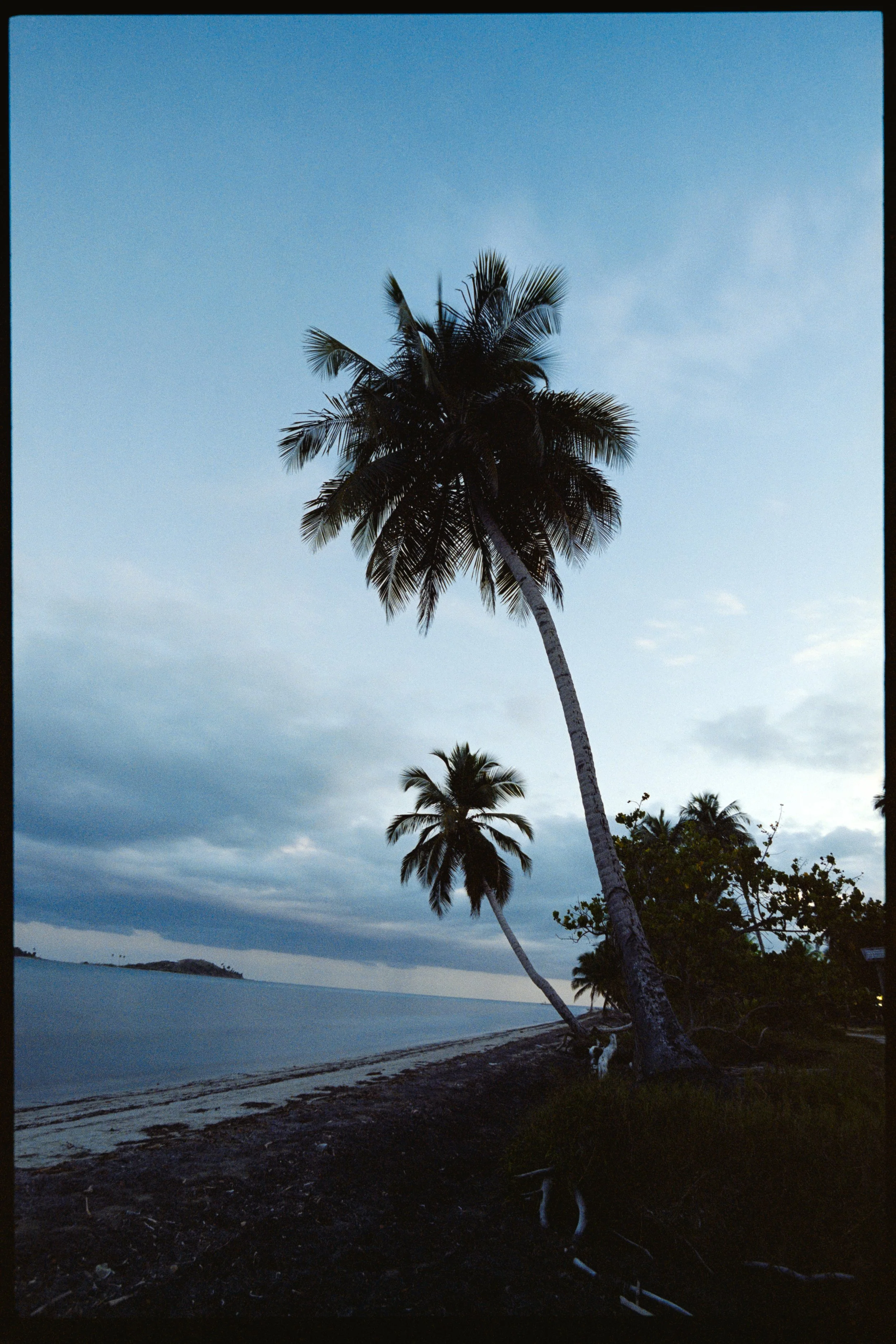 A beach scene with two tall palm trees leaning slightly towards the water, a calm body of water in the foreground, and an island in the distance under a cloudy sky.