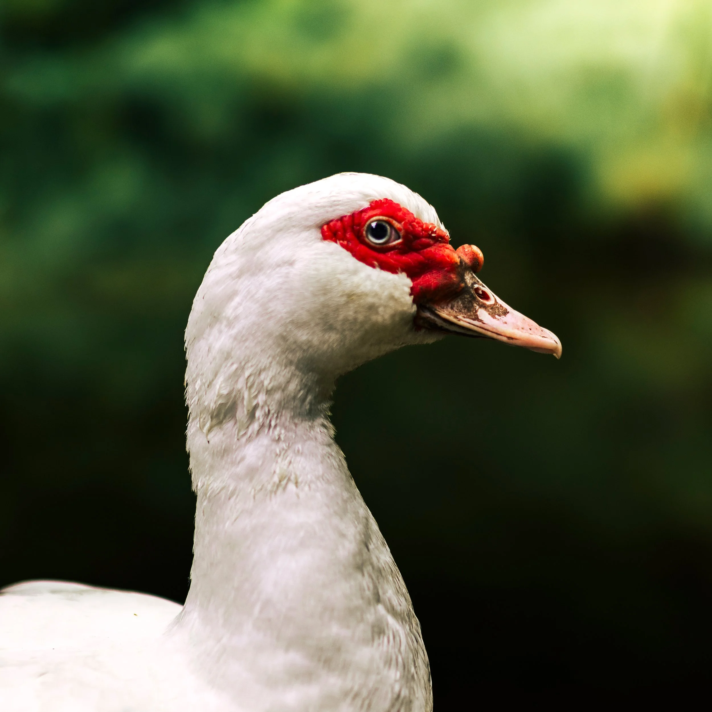 Close-up of a white duck with a red patch around its eye and a dark eye, with a blurred green background.