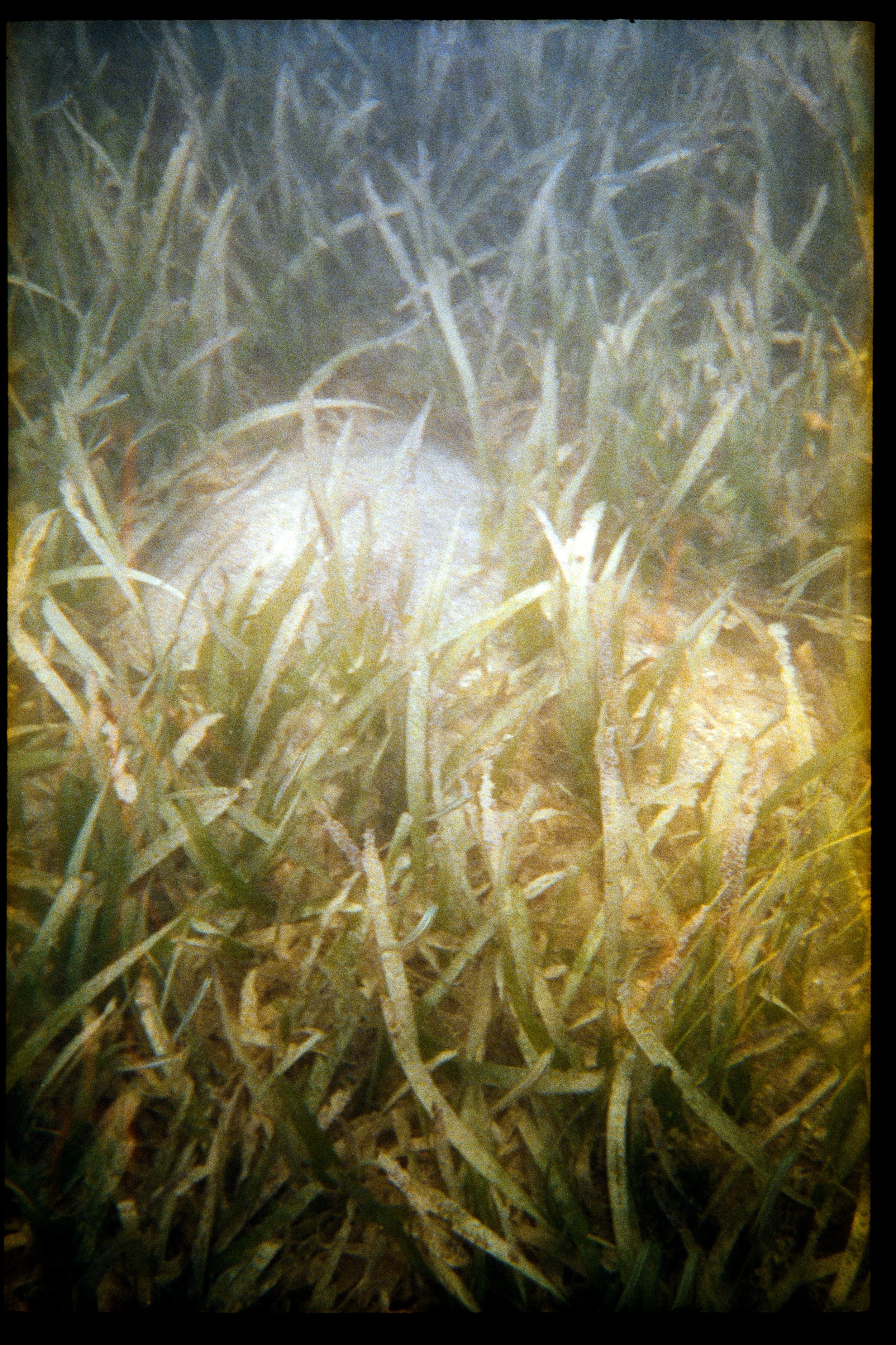 Close-up of green grass blades.