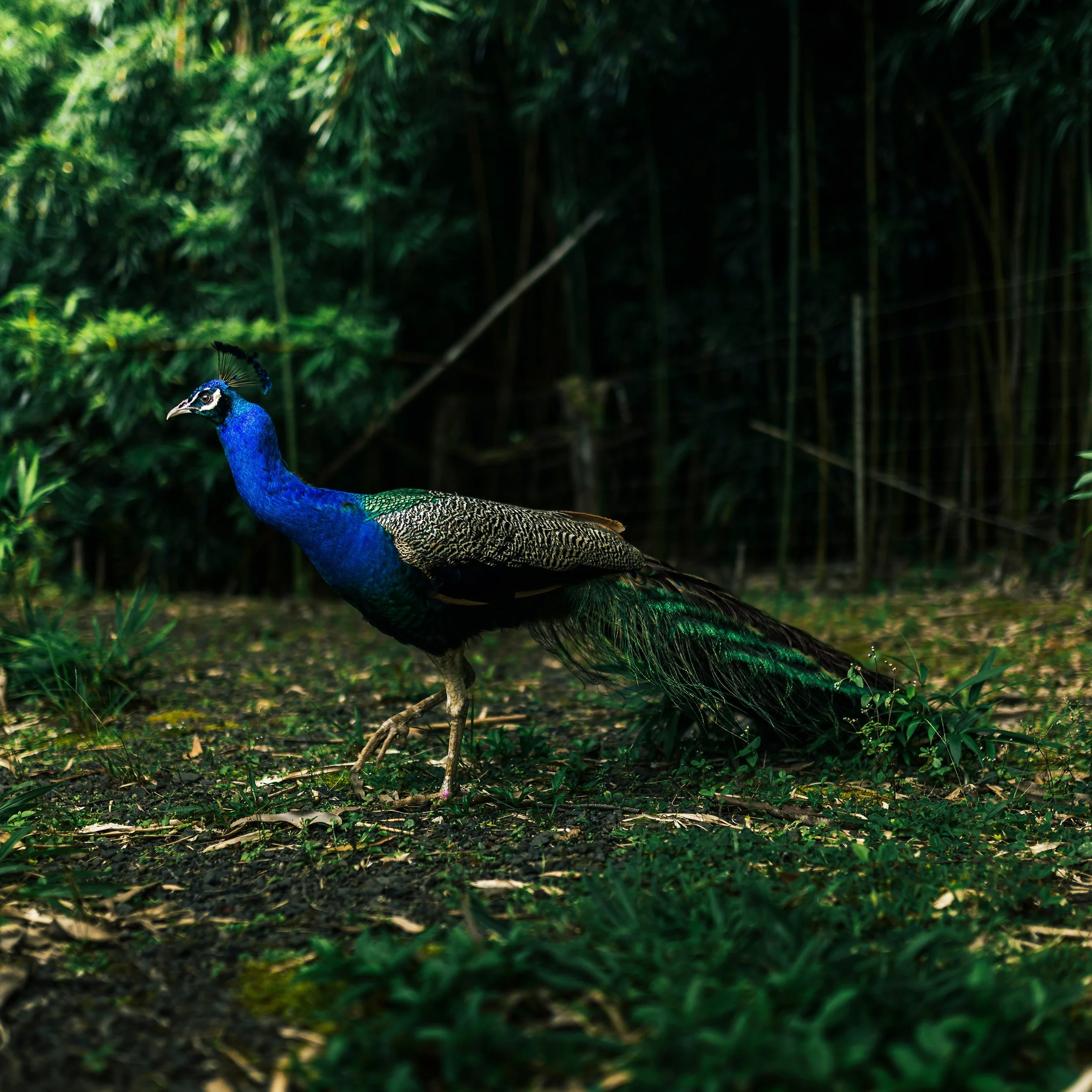 A vibrant peacock with iridescent blue and green feathers standing on a forest floor surrounded by greenery.