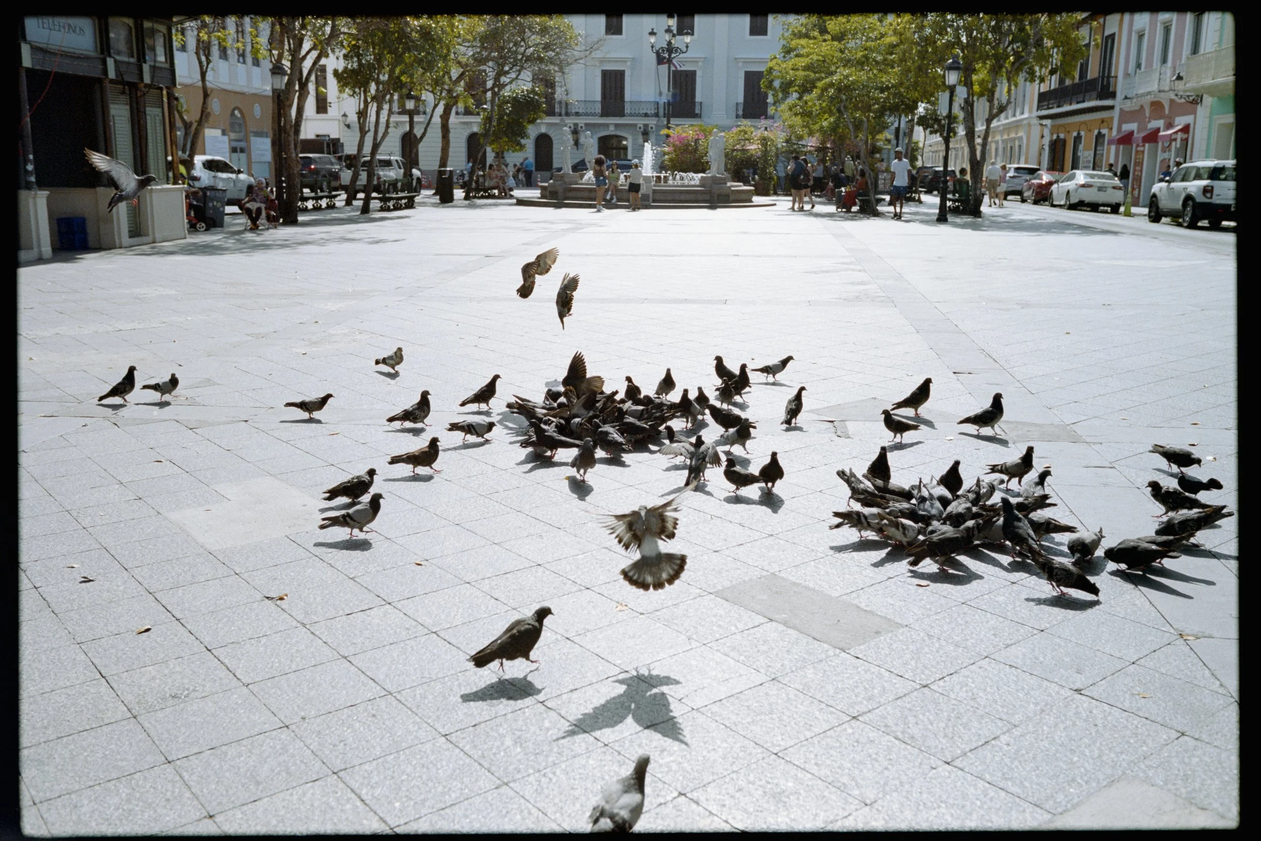 Ducks and pigeons gathered on a sunny town square with trees, a fountain, benches, and surrounding buildings, some with storefronts and cars parked along the street.