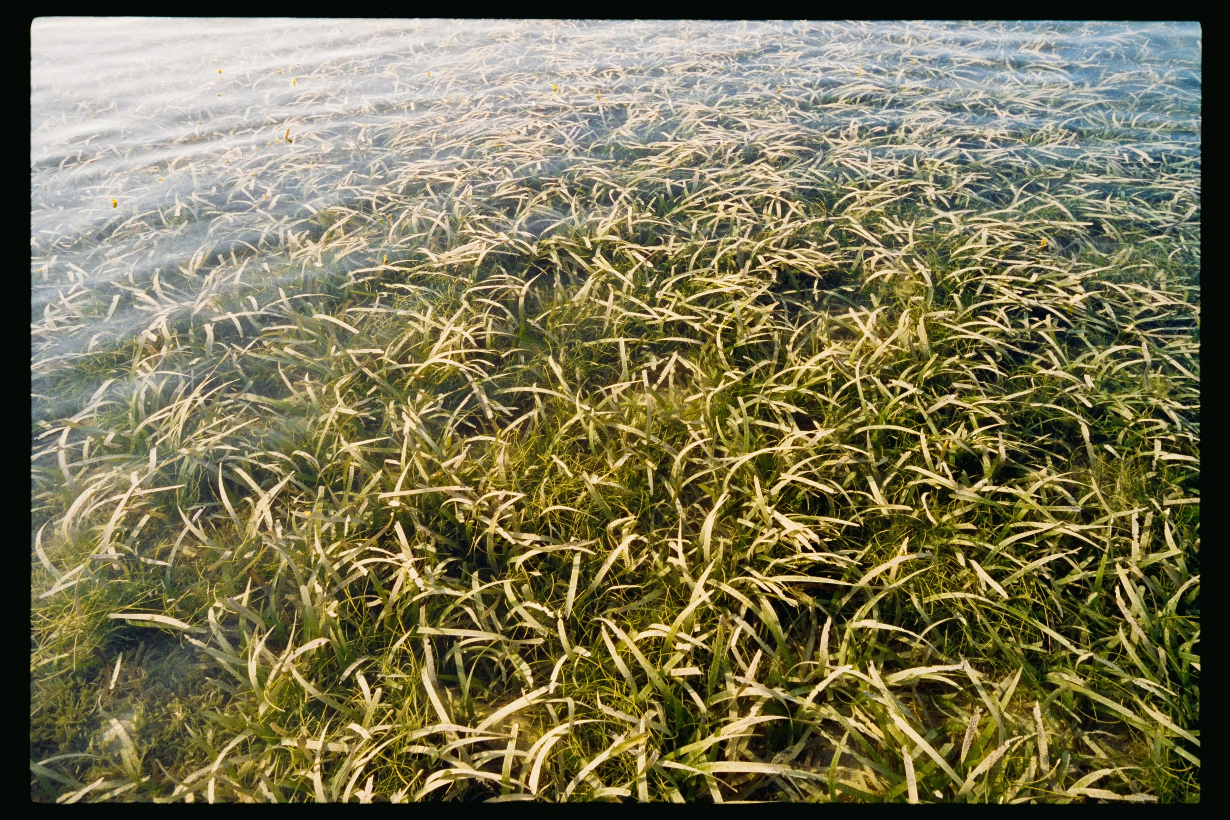A field of tall grass with some sunlight reflecting off the blades.
