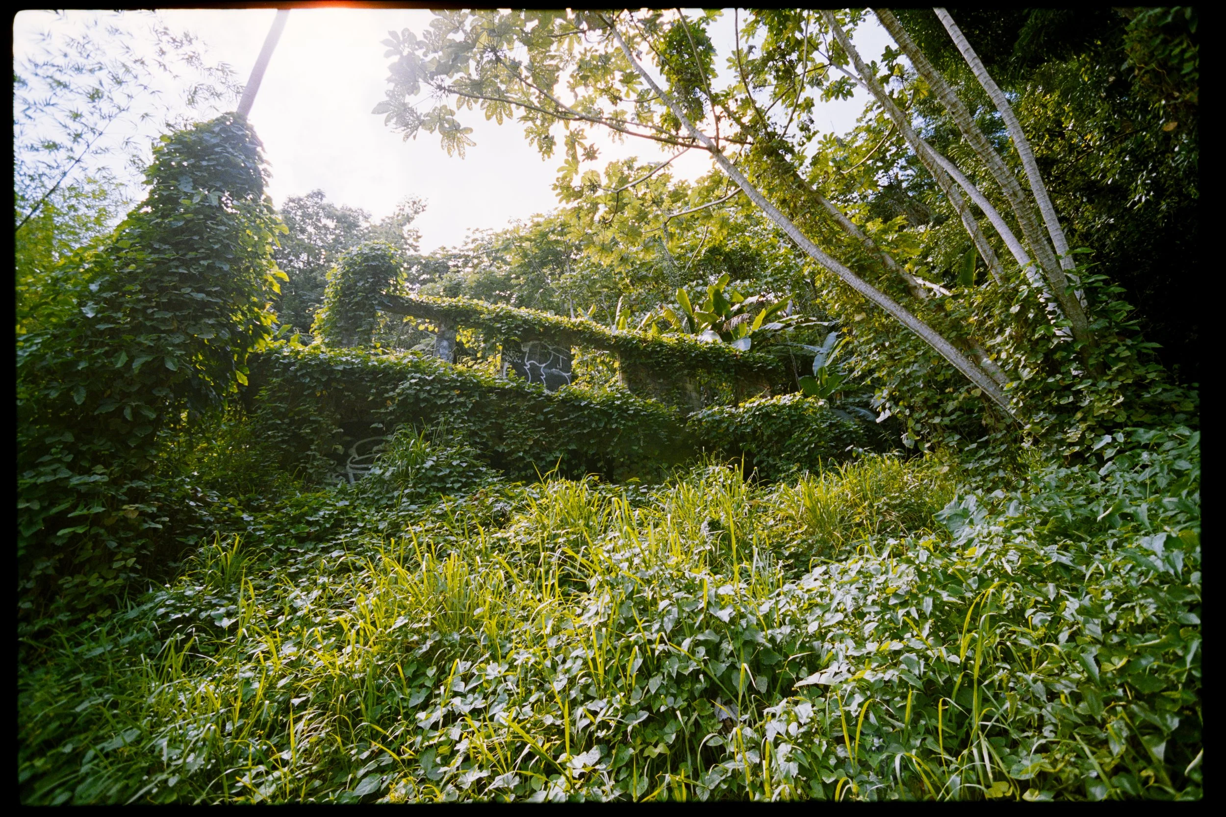Overgrown tropical garden with lush green vines, tall trees, and sunlight filtering through the foliage, a moss-covered stone pathway or structure partially visible amid dense greenery.