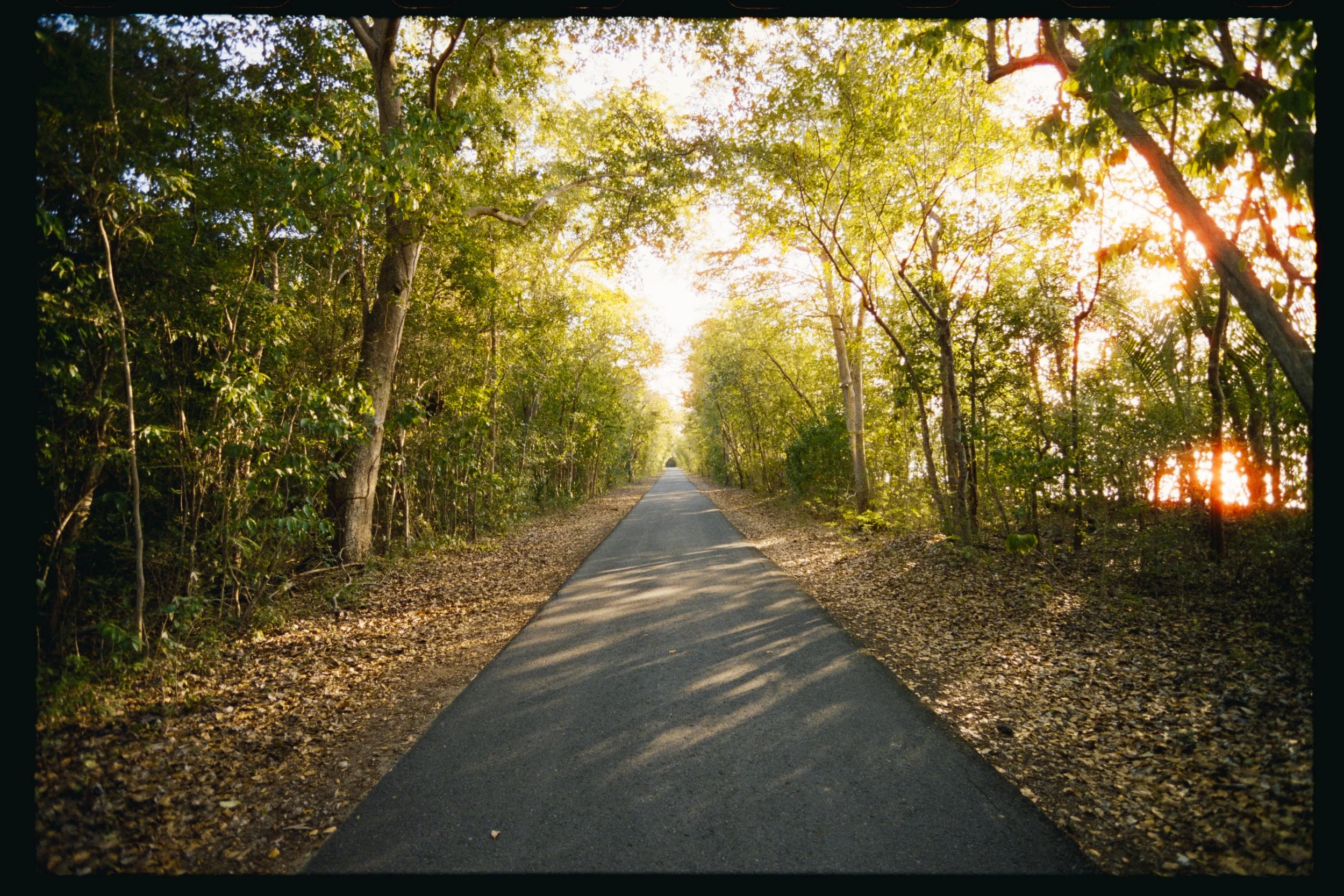 A paved road surrounded by dense green trees and foliage, with sunlight filtering through the leaves, creating a warm glow and long shadows.
