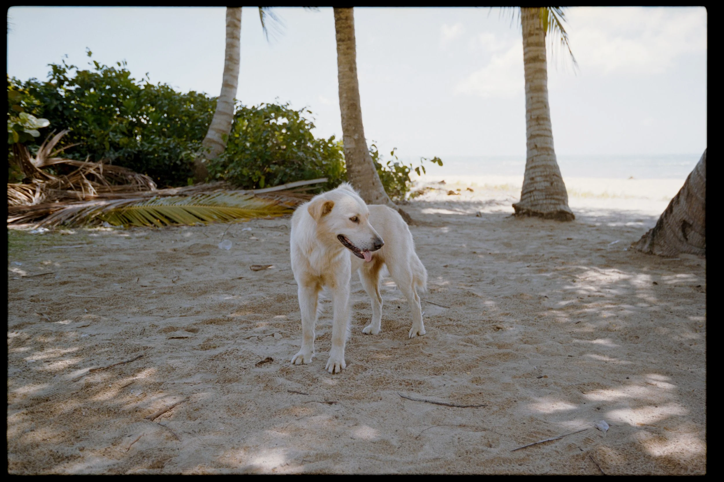 A white dog standing on sandy beach near palm trees with ocean in the background.