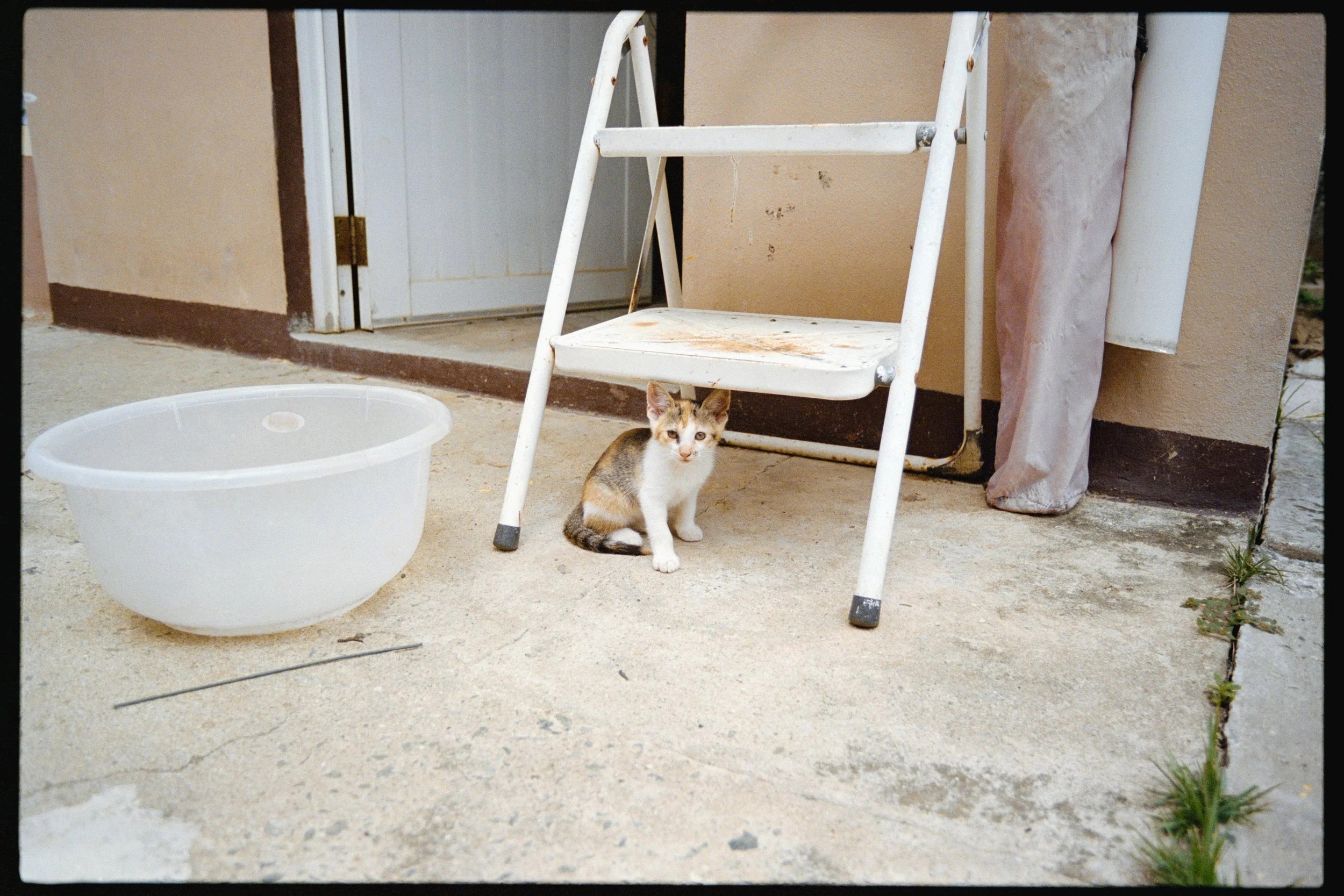 A small calico kitten sitting on a concrete porch near a white plastic bucket, with a white stepladder and a person's pant leg visible in the background.