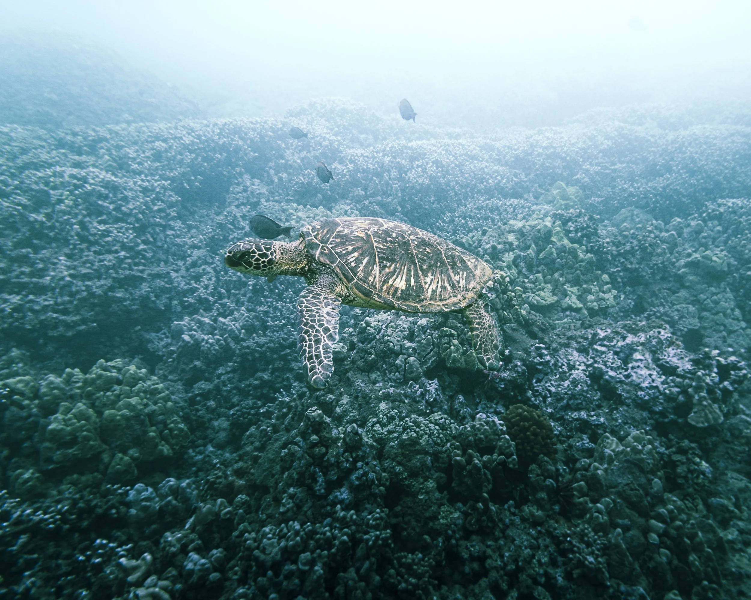 Underwater scene showing a sea turtle swimming over a coral reef with small fish around it.