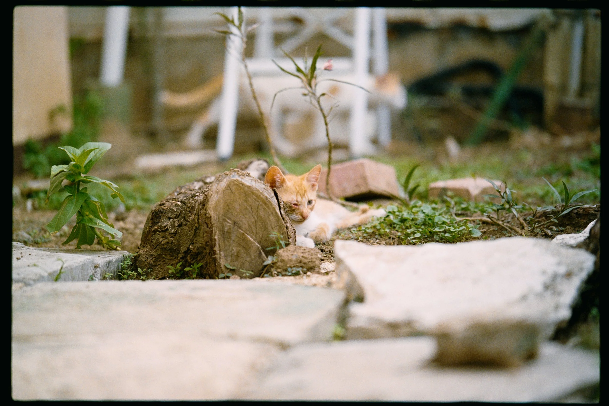 A ginger tabby cat lying down in a small garden, partially behind a log, with plants and bricks around. The background shows blurred garden tools and plants near a white chair.