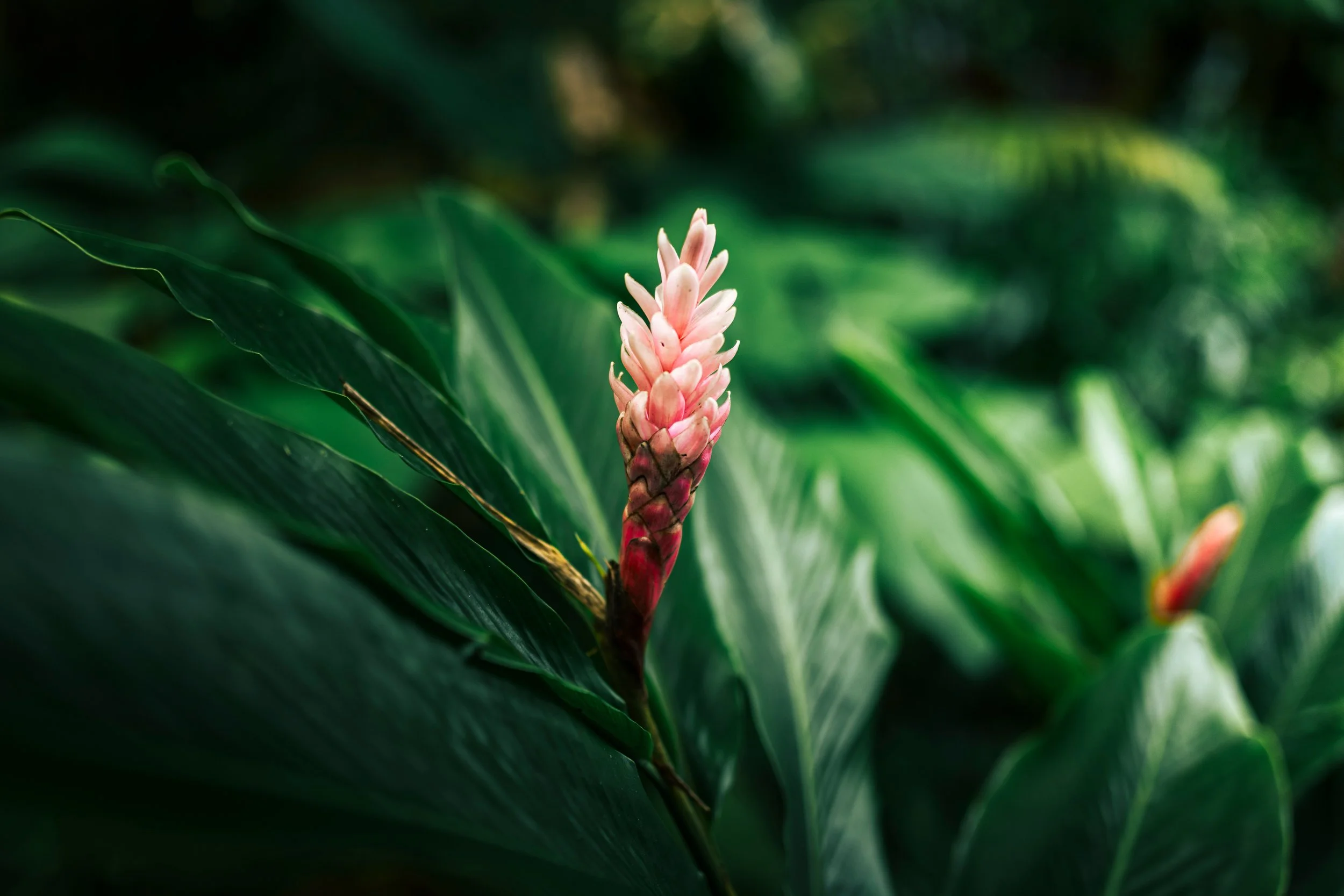 A pink tropical flower emerging from lush green foliage.