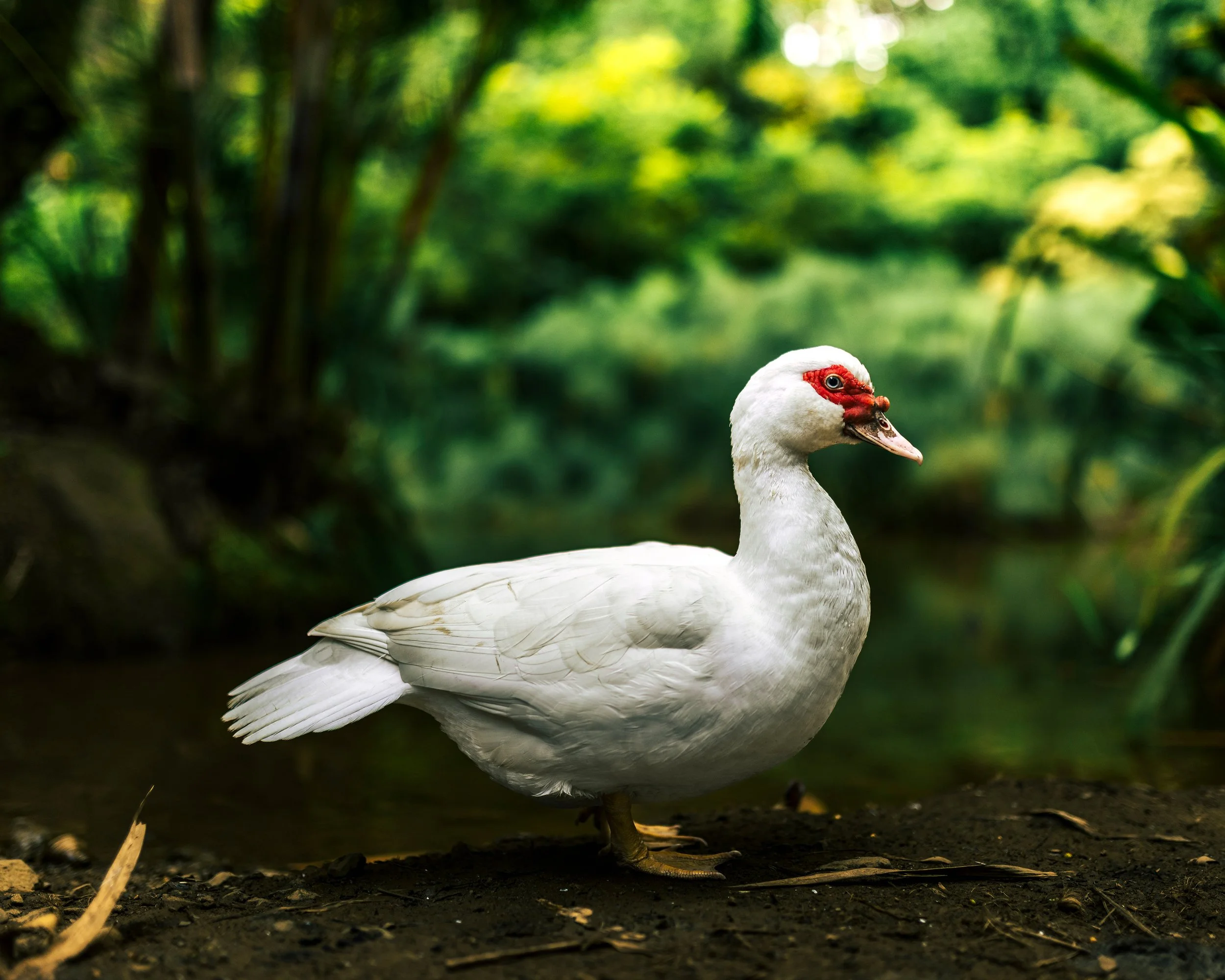 A white duck standing on dark soil with green foliage in the background.