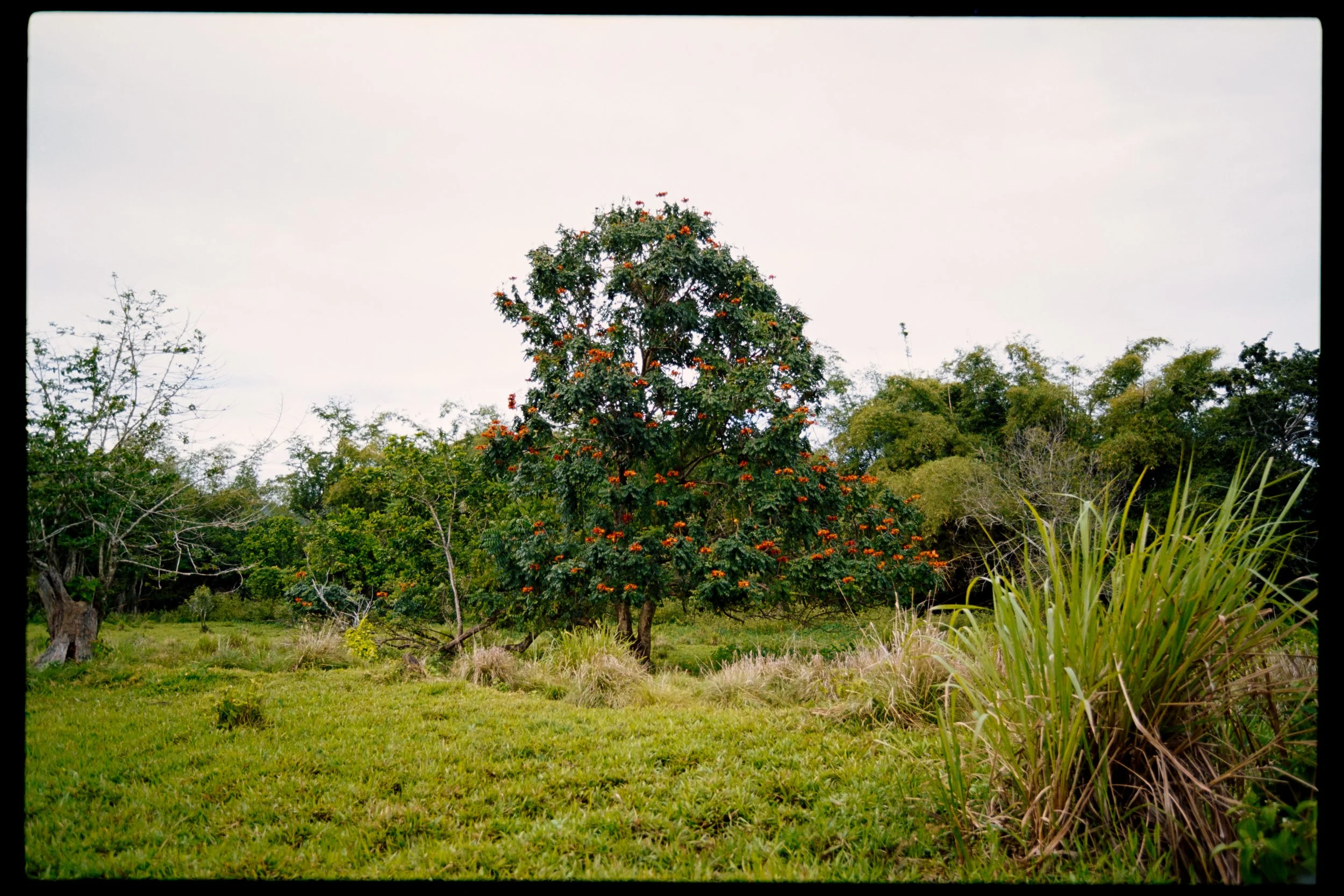 A landscape with a grassy field, trees, and a tall tree with orange flowers in the center. Overcast sky in the background.