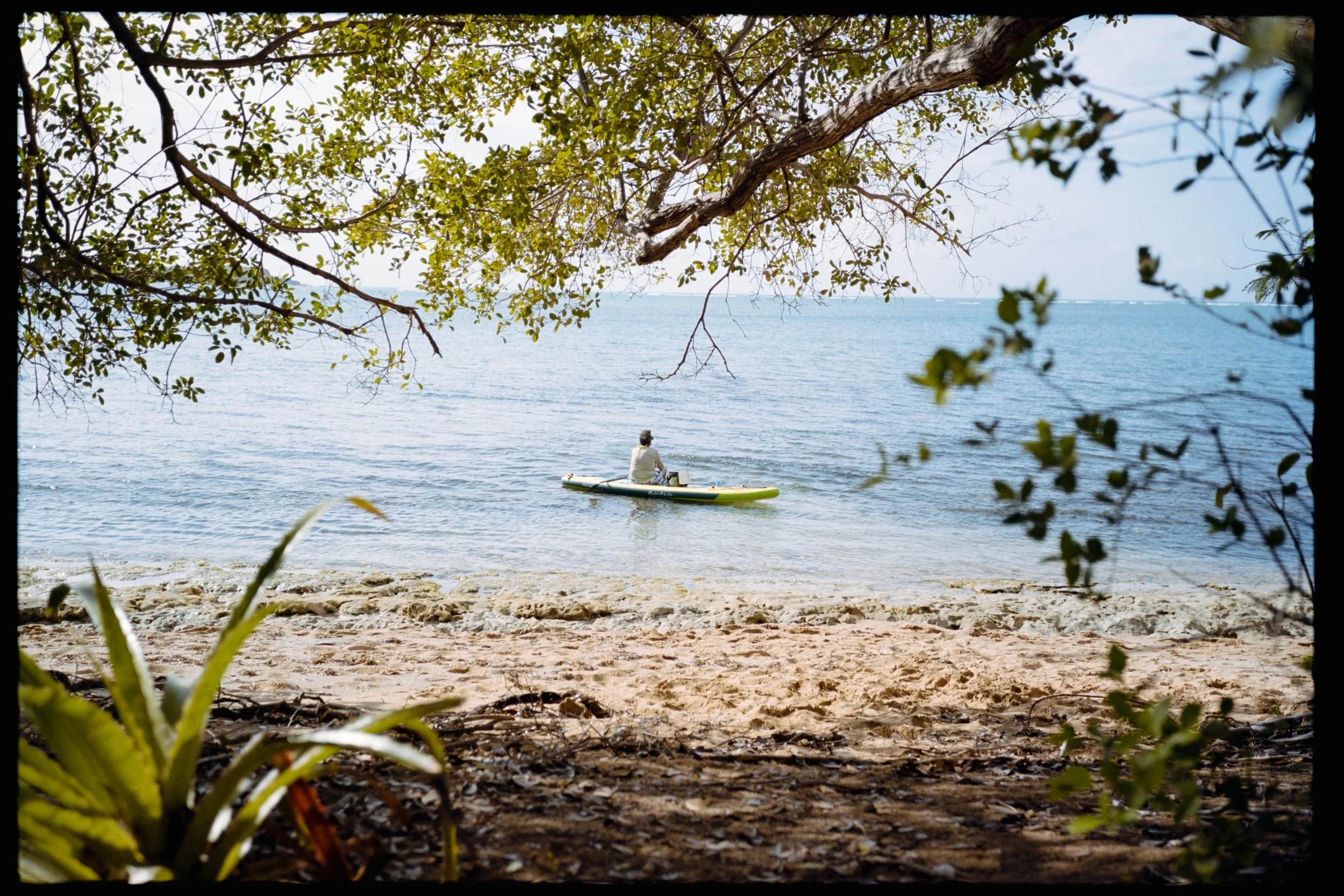 View of a person paddleboarding on a calm ocean through a natural frame of tree branches and leaves, with sandy shore in the foreground.