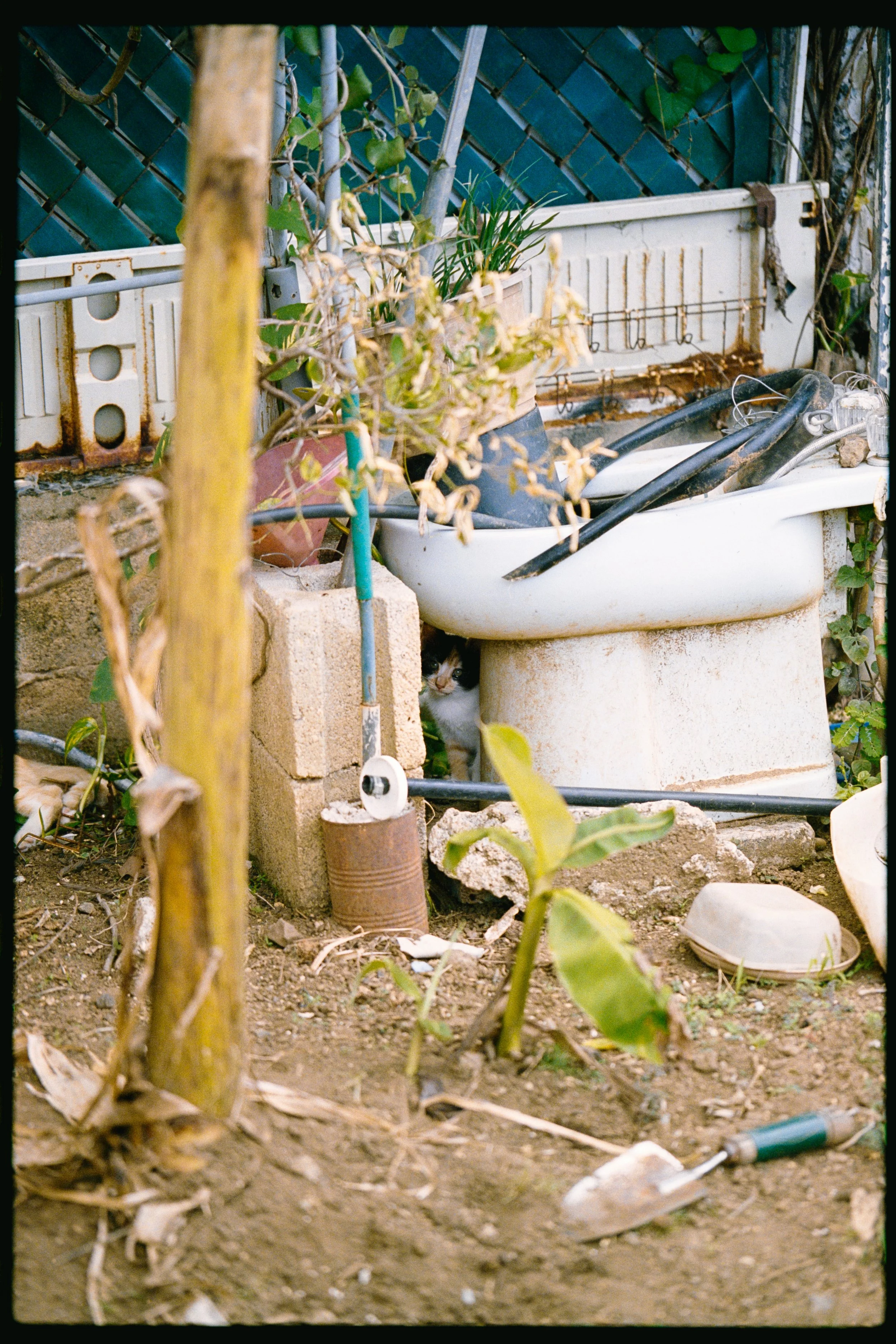 A small black and white cat peeking out from under a white bathtub in a messy, overgrown backyard with dirt, plants, and scattered debris.