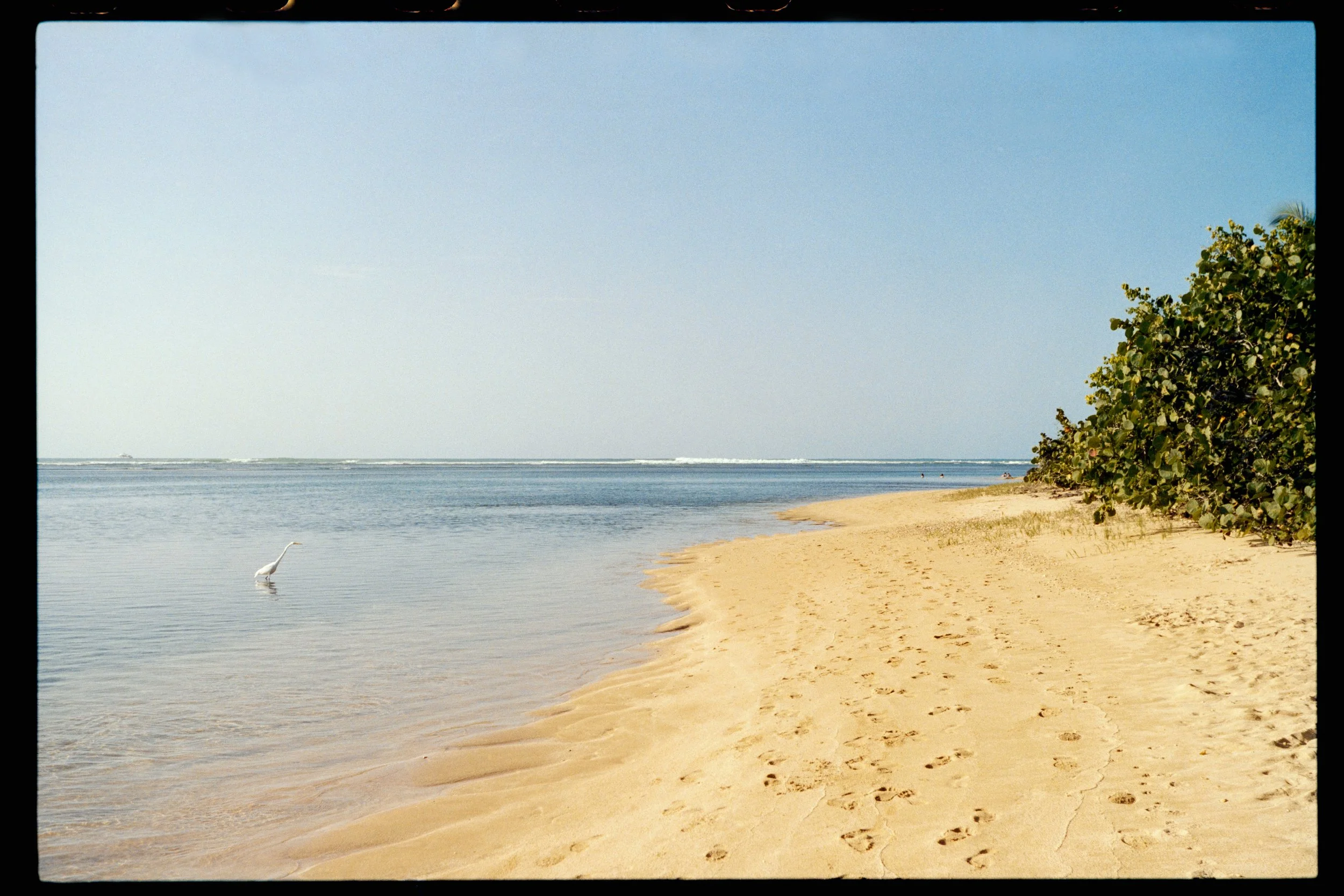 A calm beach scene with a sandy shoreline, a lone heron standing in shallow water, lush green bushes on the right, and a clear blue sky across the horizon.