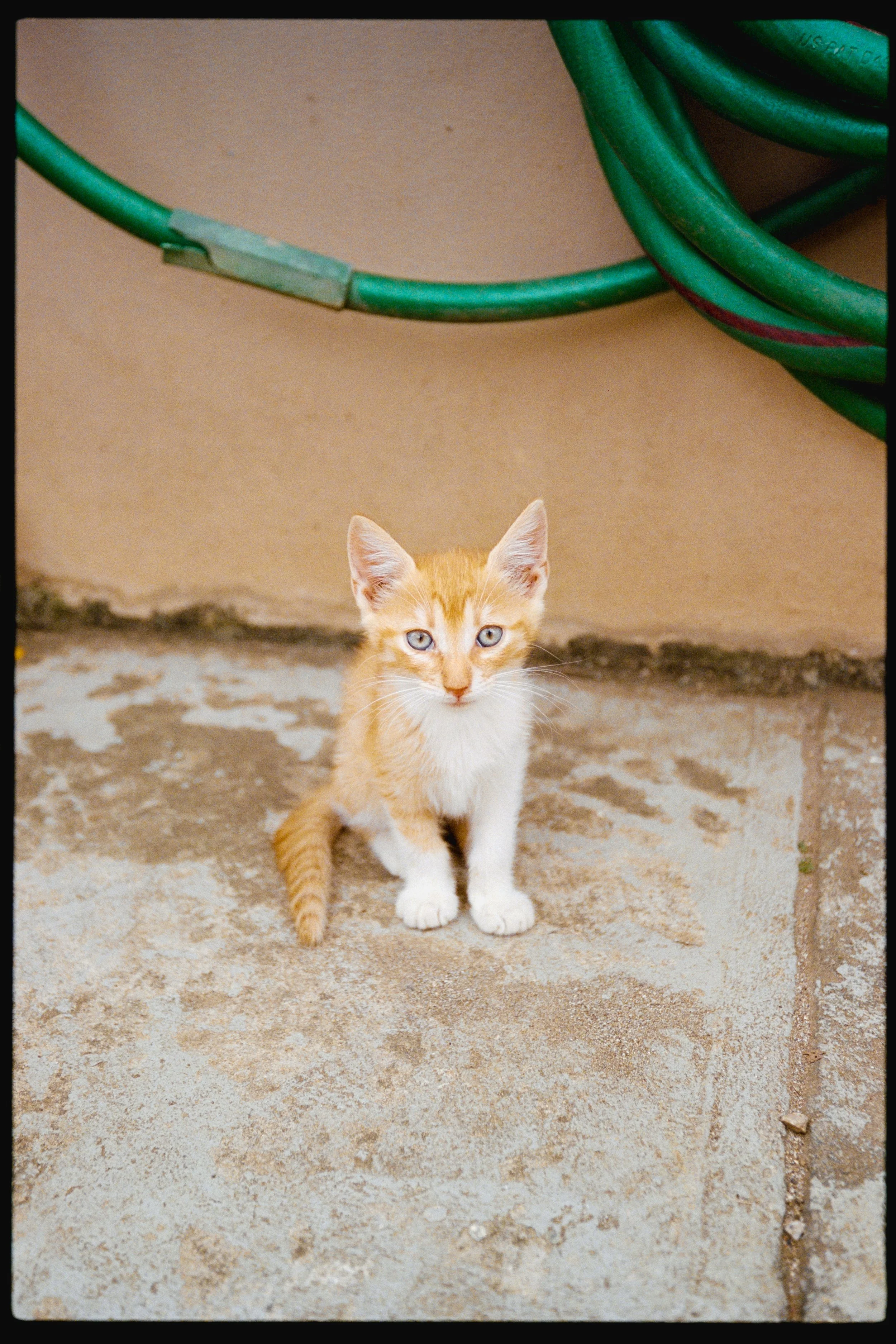 A young orange and white kitten with blue eyes standing on a concrete floor, looking at the camera, with green garden hoses hanging on a beige wall above.