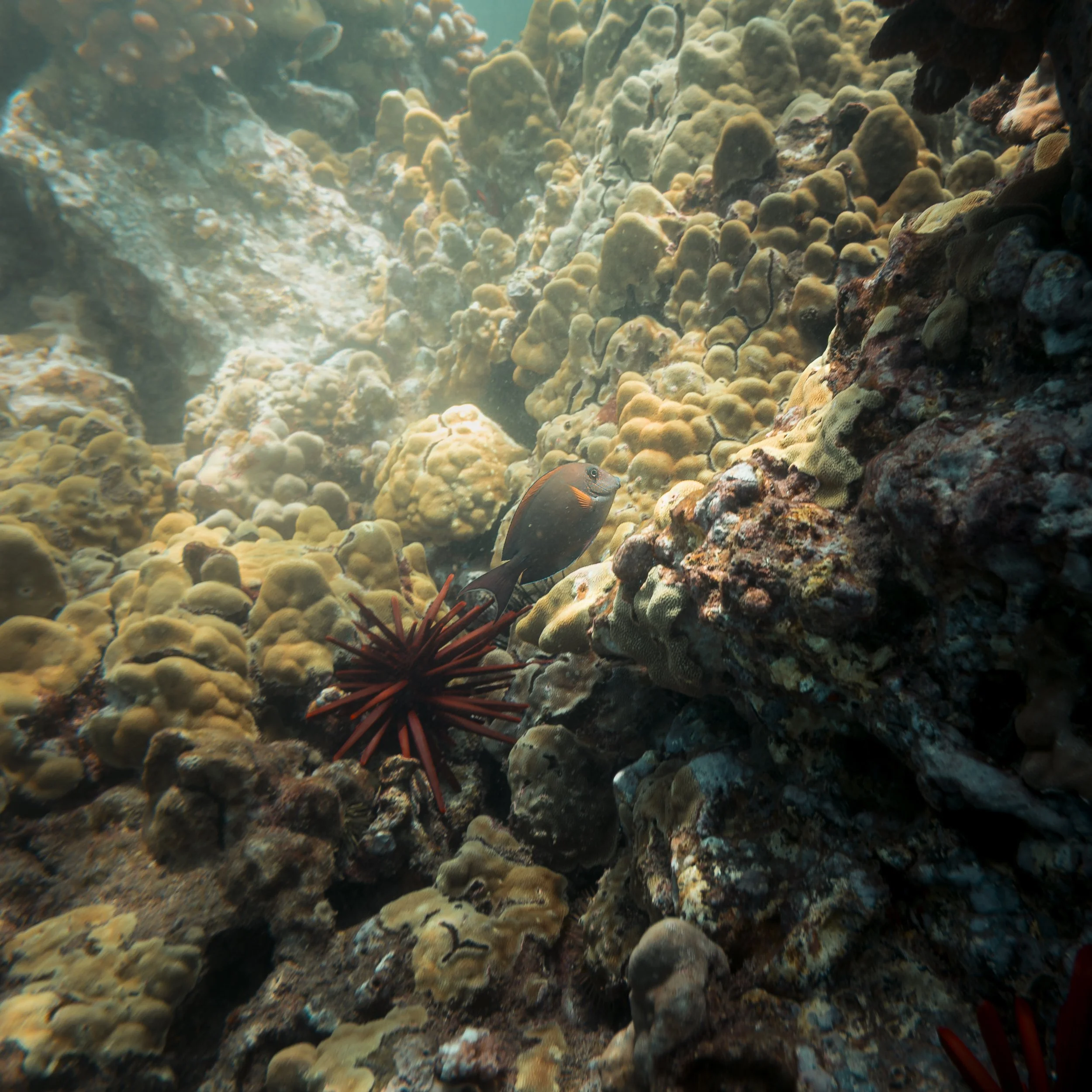 Underwater scene of a coral reef with various corals and rocks. A fish with black, orange, and white markings is visible near the lower right side, and a red sea urchin is located near the bottom left.