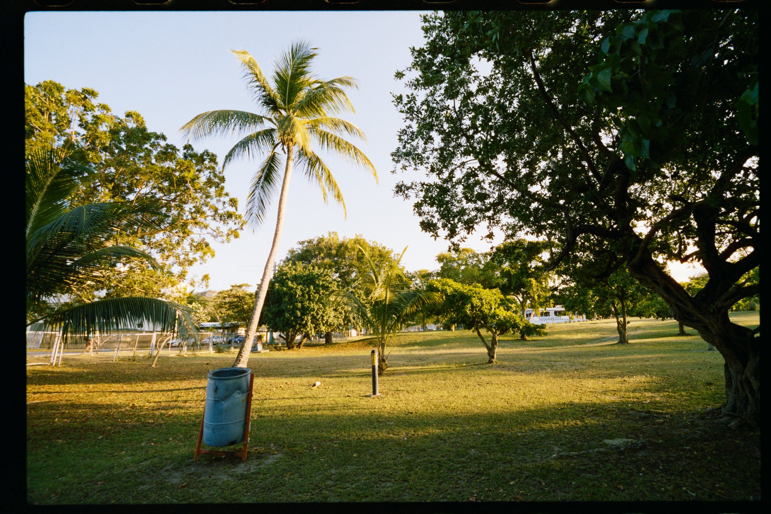 A park scene with a grass field, various trees including palm trees, a fence in the background, and a cloudy sky, during late afternoon or early evening.