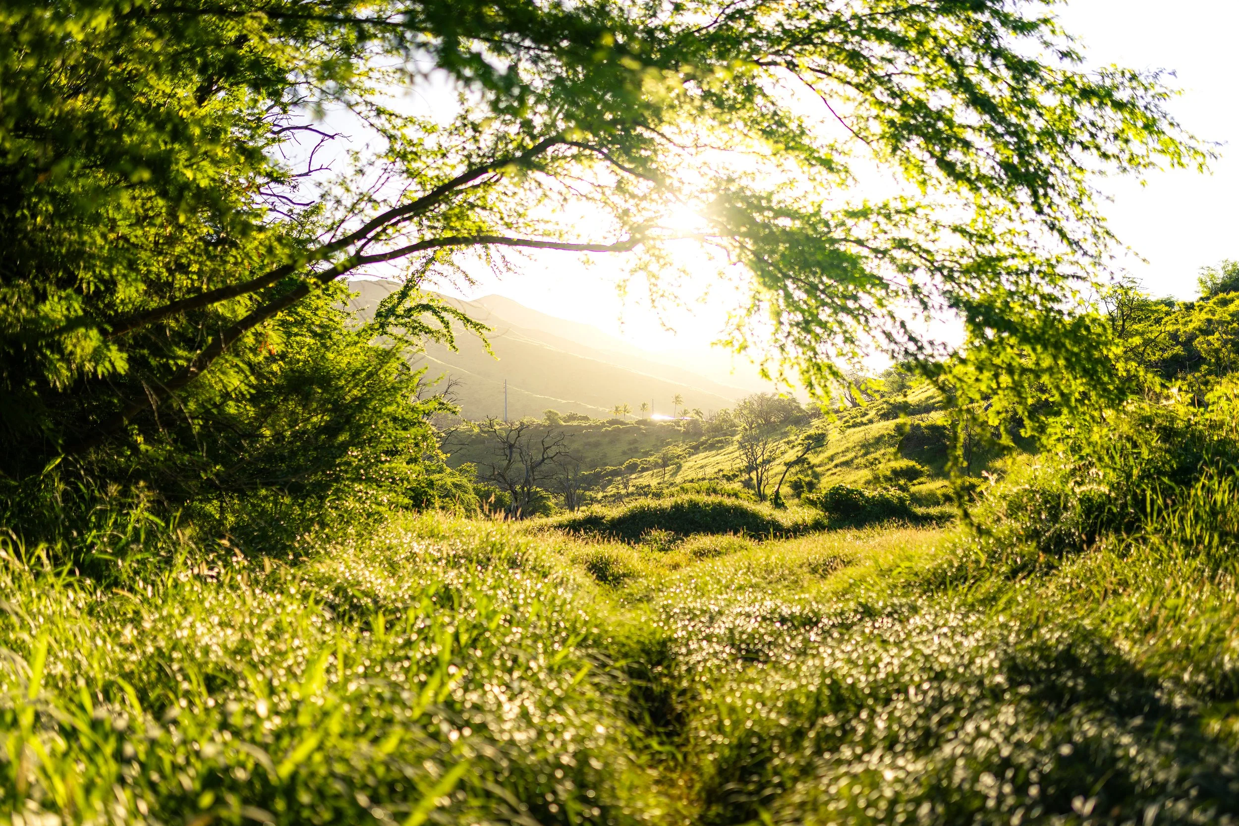 Sunlight shining through the green leaves of trees over a lush grassy field, with distant hills in the background.