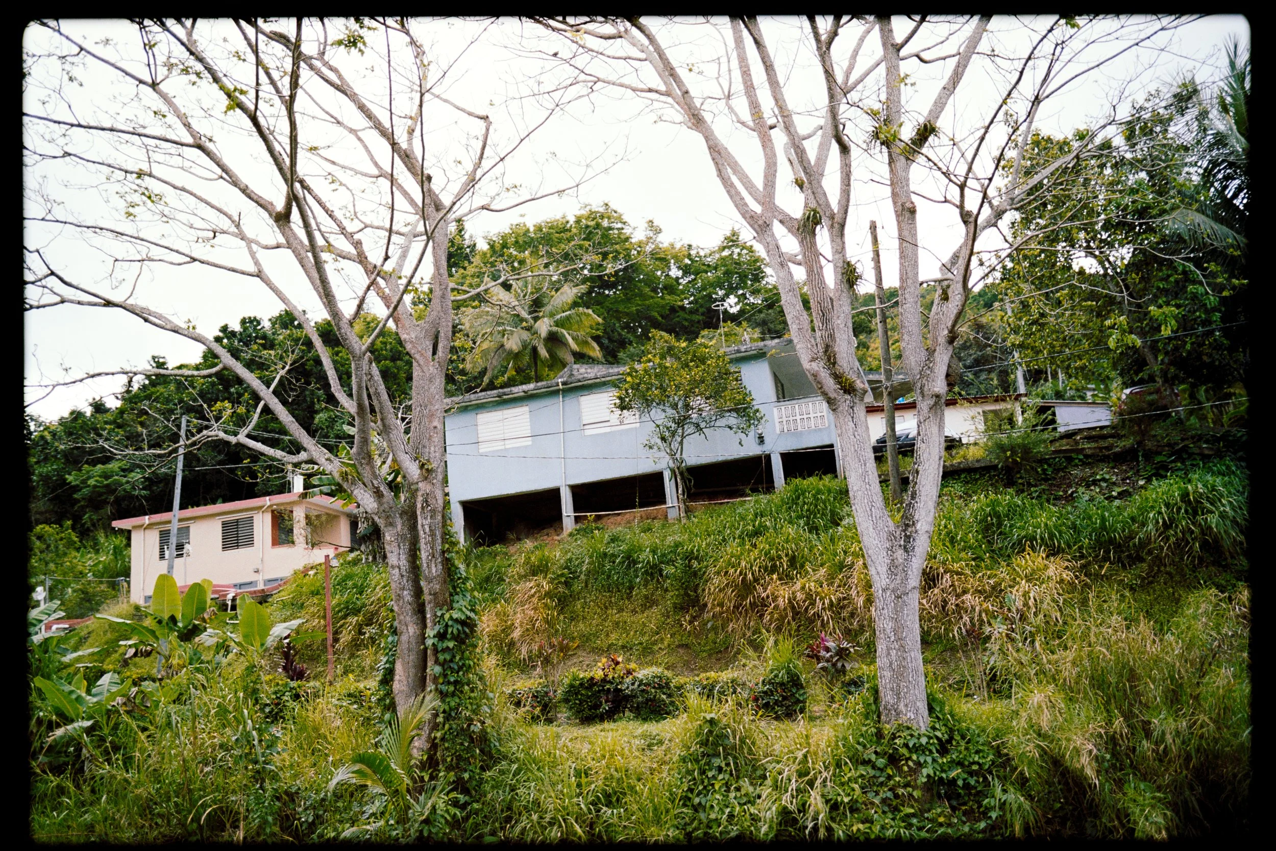 A hillside with several large leafless trees surrounded by green bushes and plants. There are residential houses below, one with white paint and shutters, and another with blue paint and a balcony, among lush greenery.