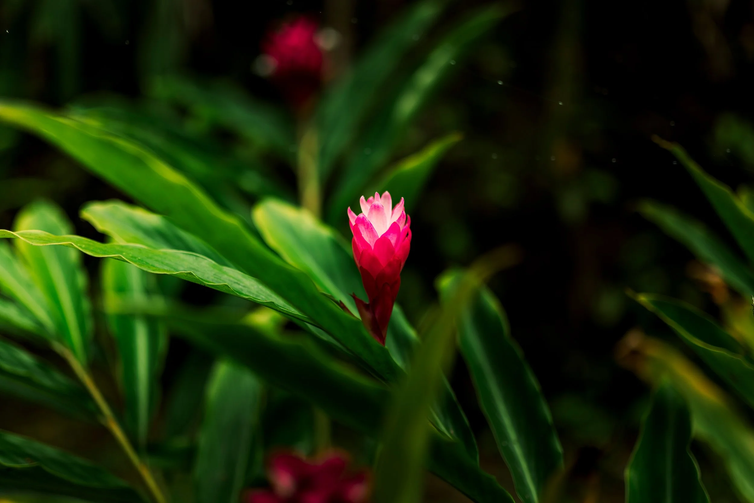 Pink flower budding amidst green leaves in a dark background.