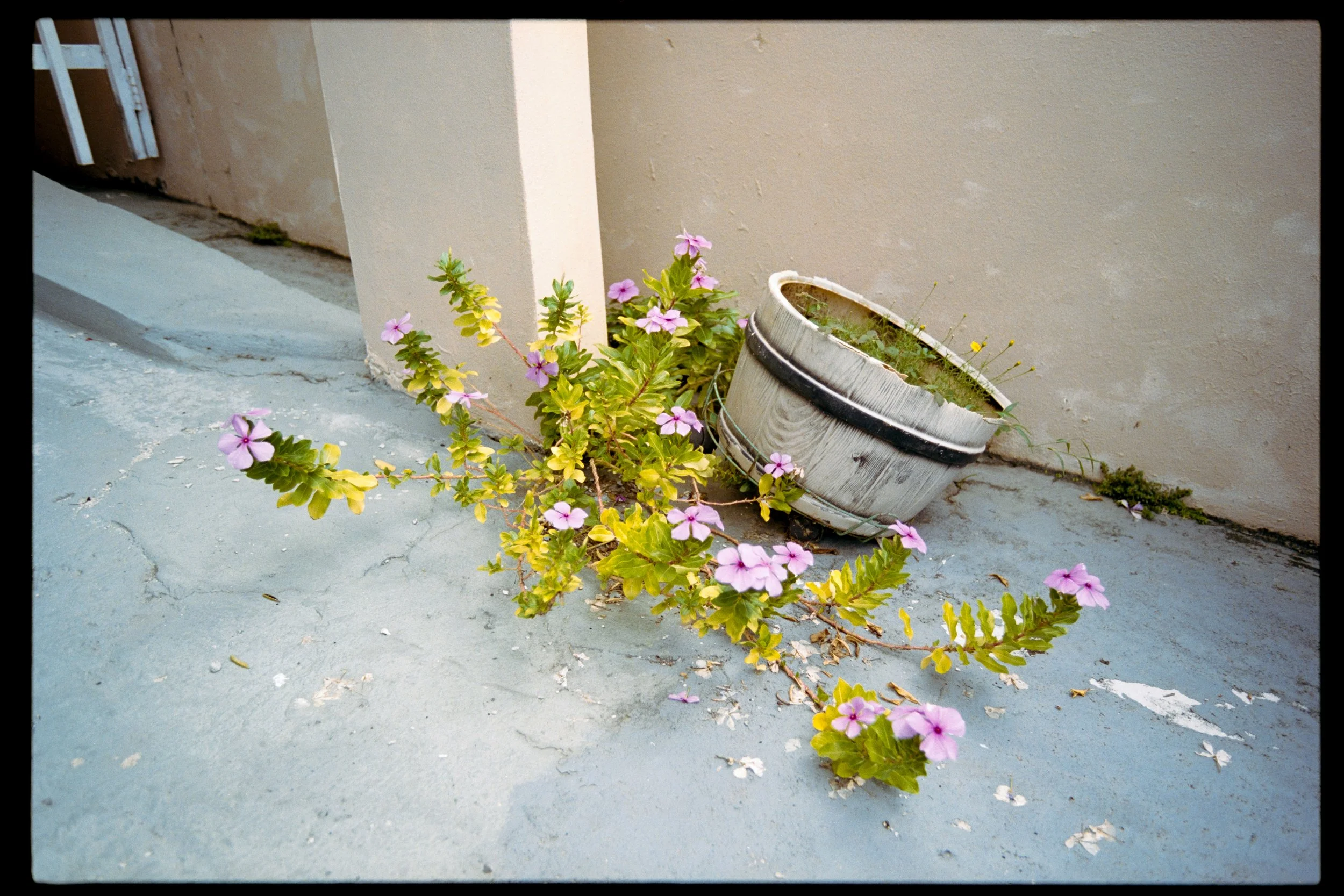 A flower pot with pink and yellow flowers leaning against a beige wall on a concrete surface.