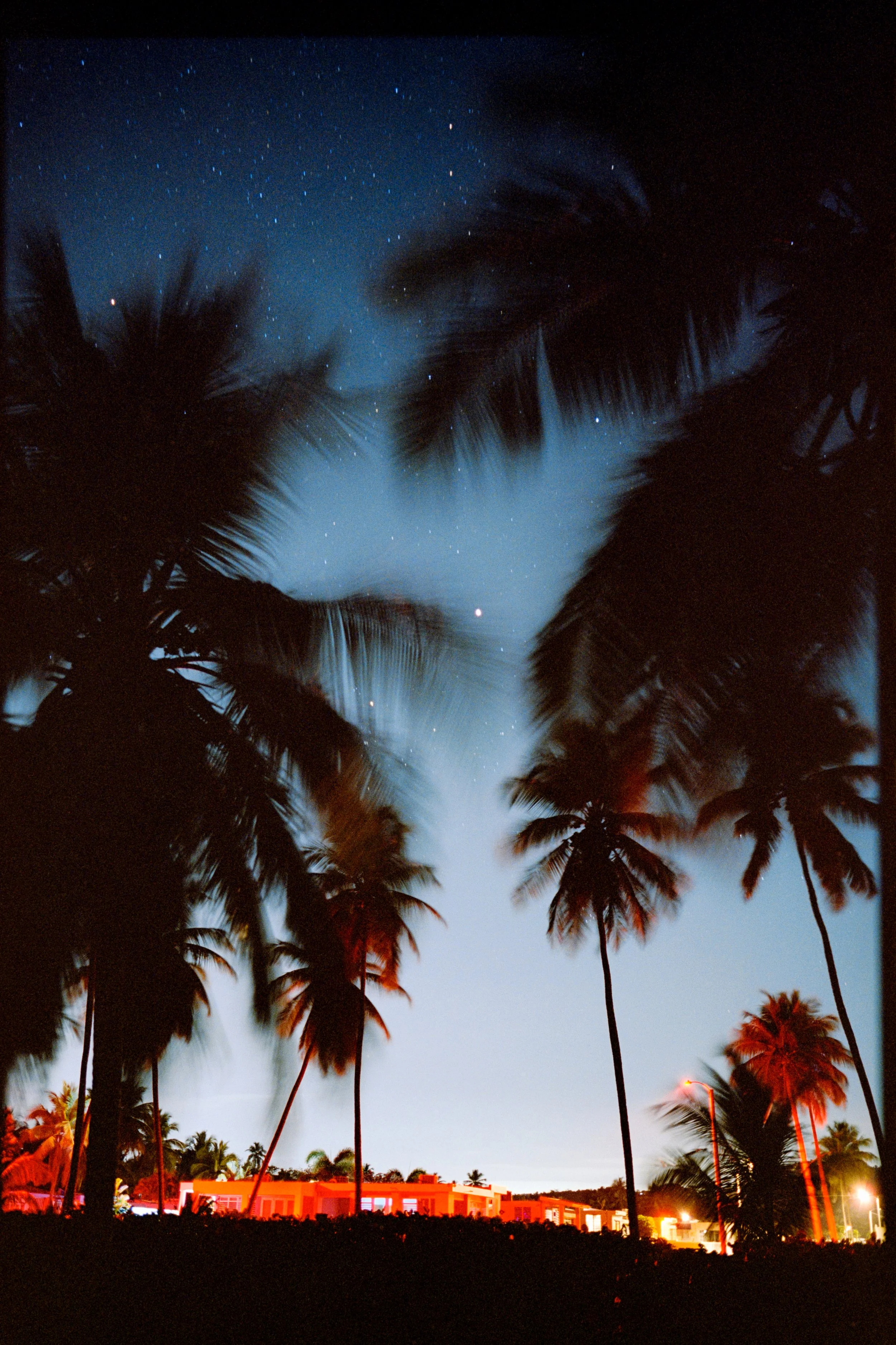 A nighttime view of palm trees silhouetted against a sky filled with stars and a faint pyramid constellation.