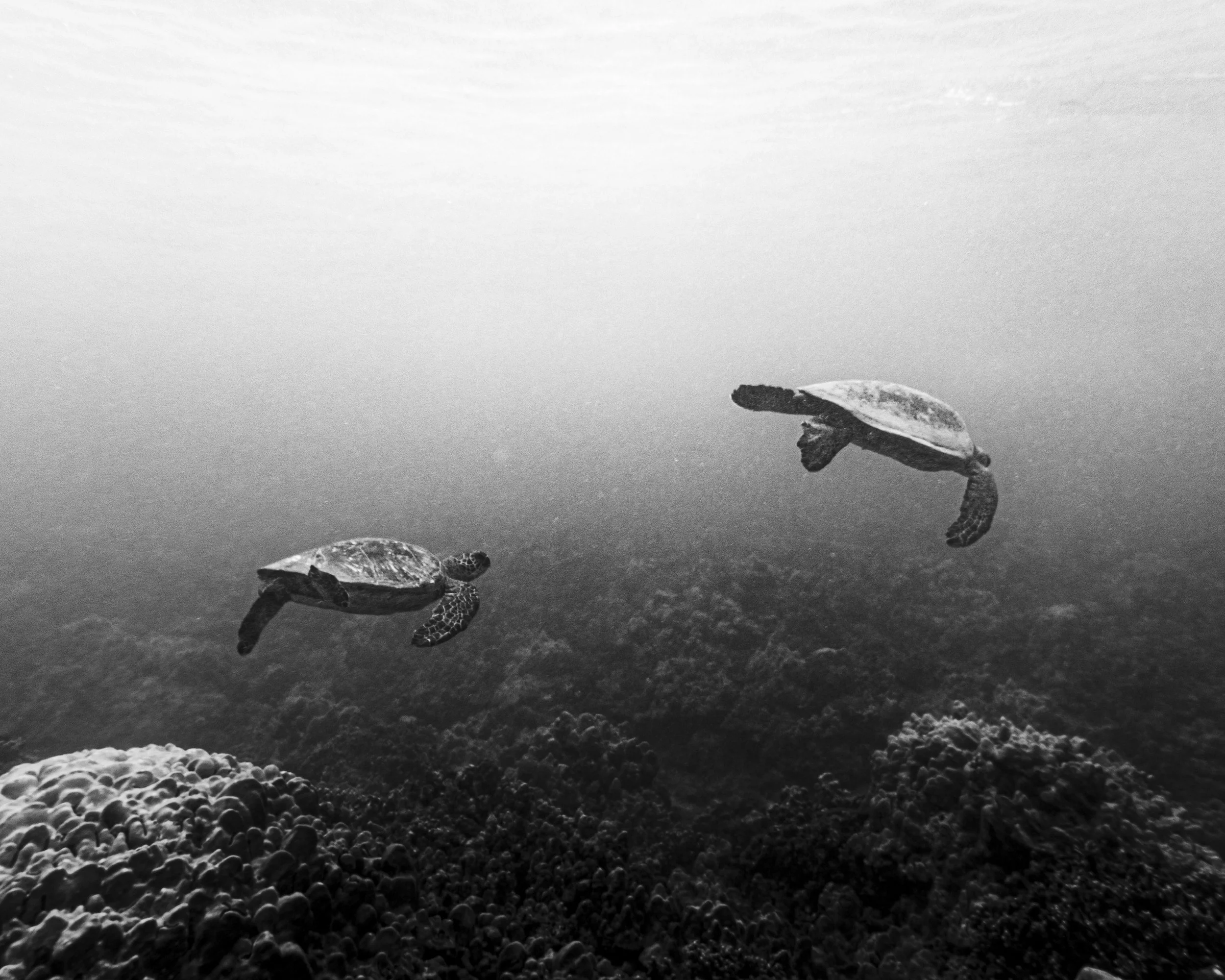 Black and white underwater photograph of two sea turtles swimming above a coral reef.