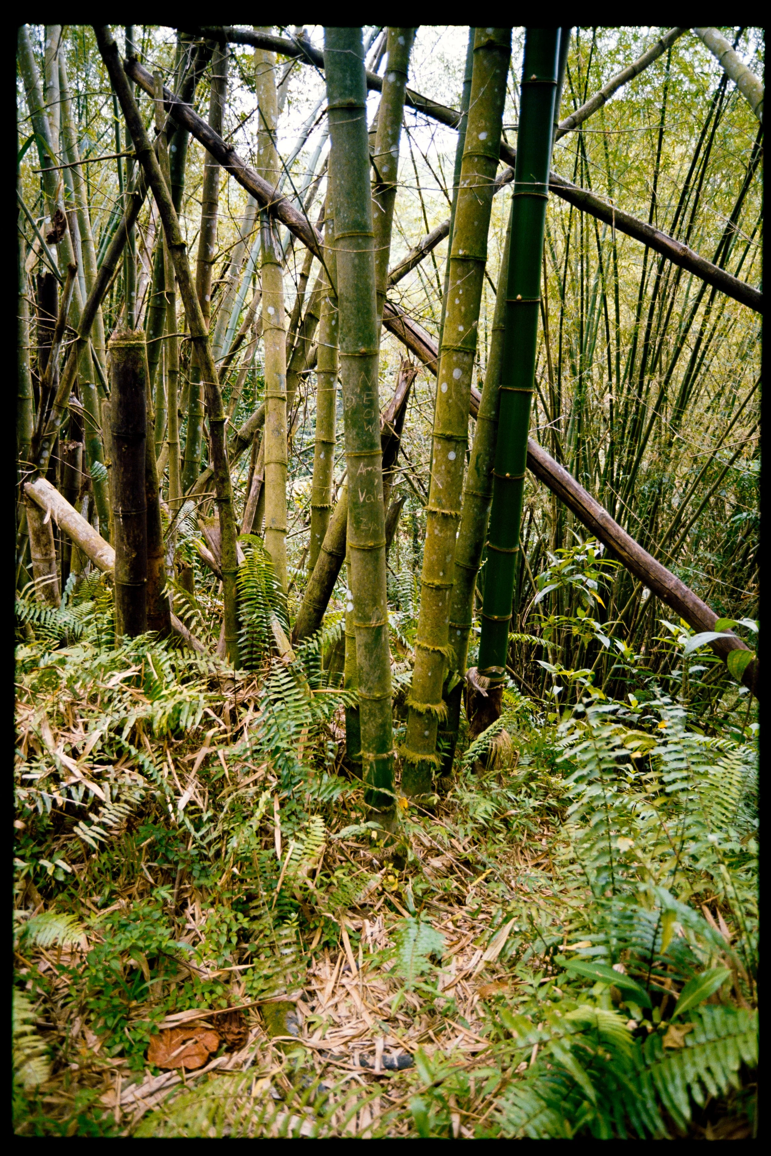 Dense bamboo forest with various green bamboo stalks and undergrowth.