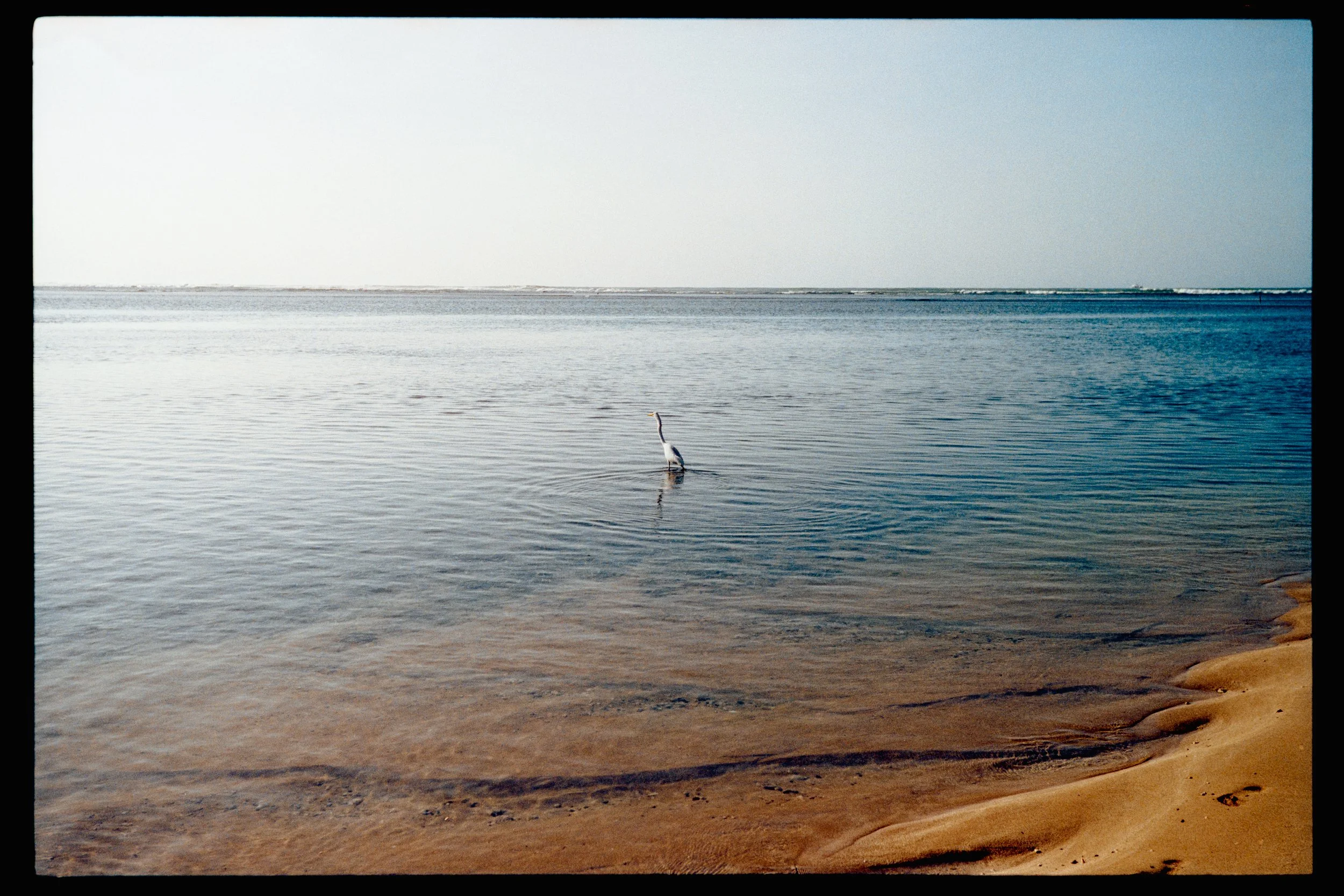 A beach scene with calm water, sandy shore, and a seagull standing in the water near the shore.