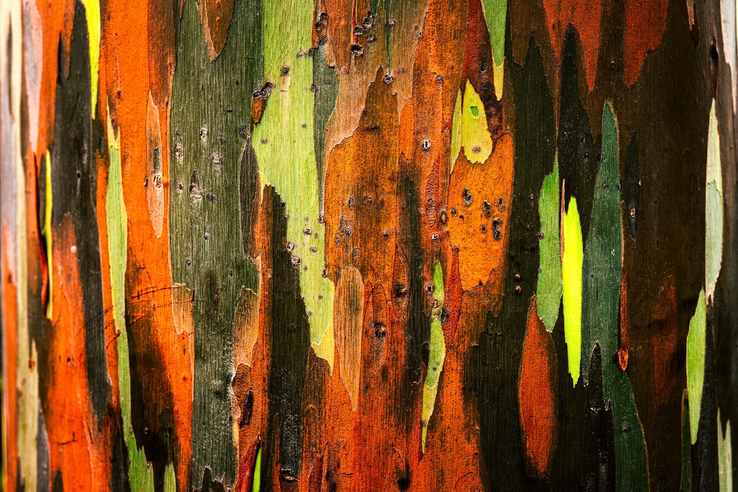 Close-up of multicolored tree bark in shades of orange, green, black, and brown with peeling layers.