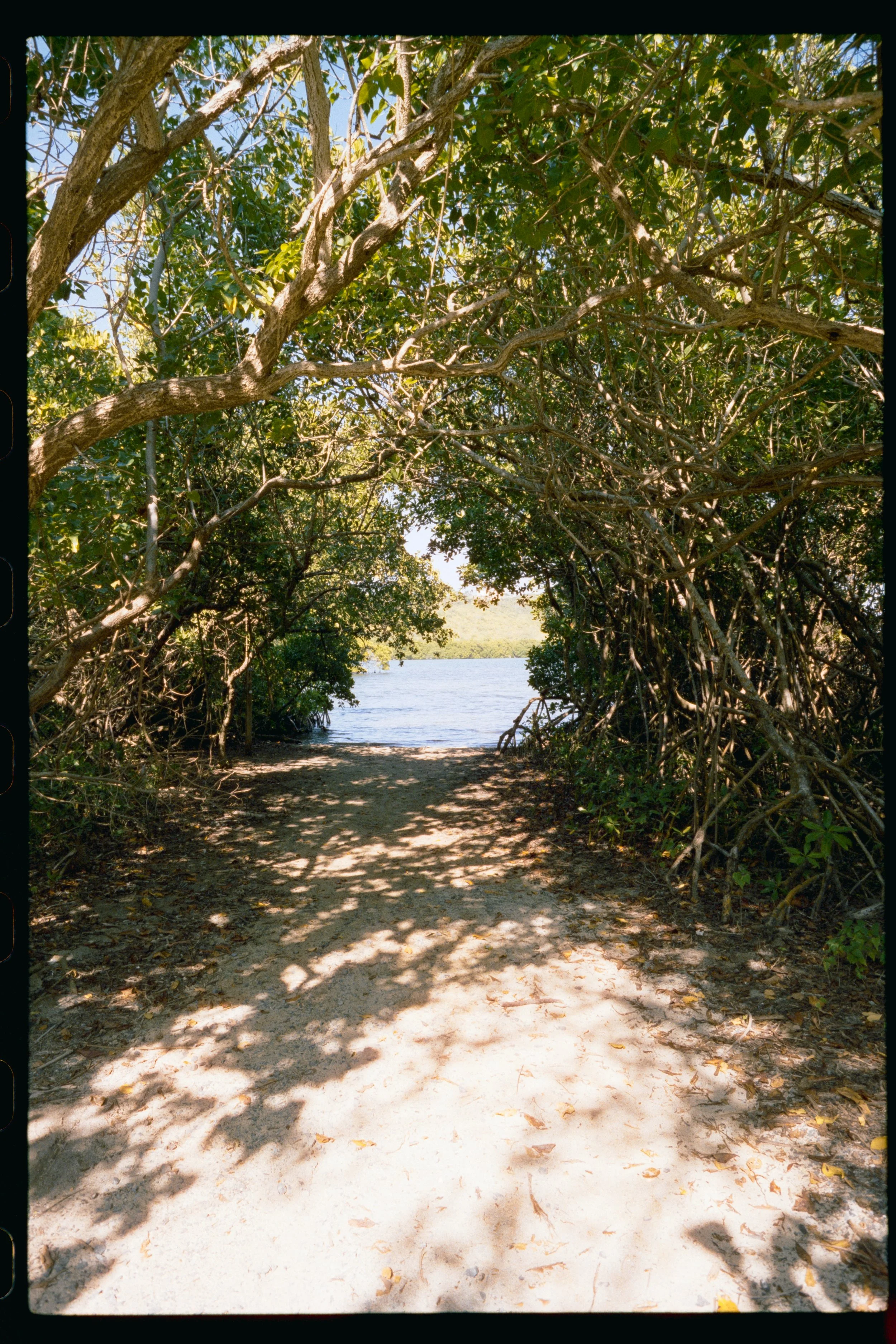 A sandy pathway through lush green trees leading to a body of water in the background with sunlight filtering through the leaves.